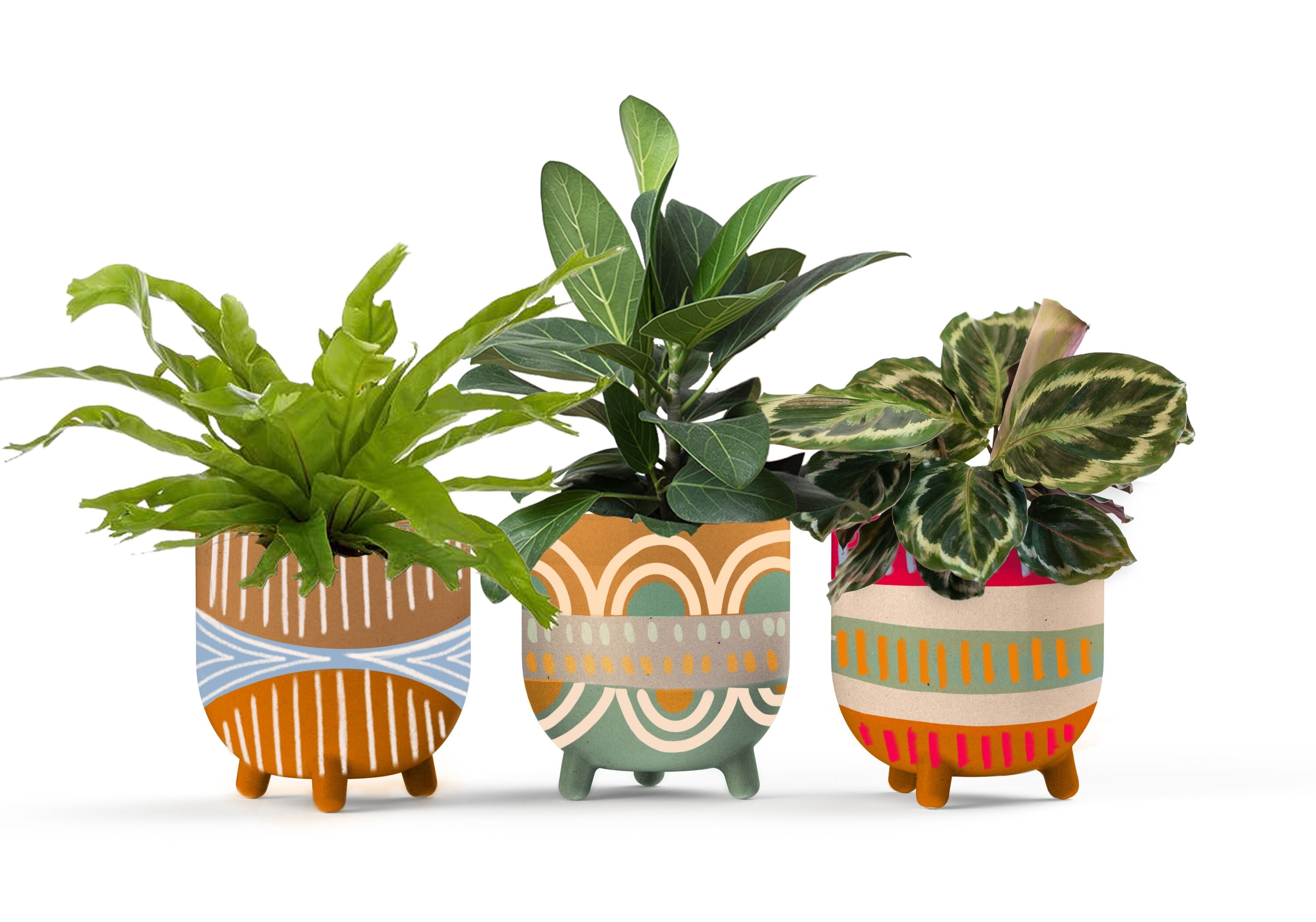 LiveTrends ASB06933 Amazona House plant in 36 Ounce(s) Pot 1 -Pack