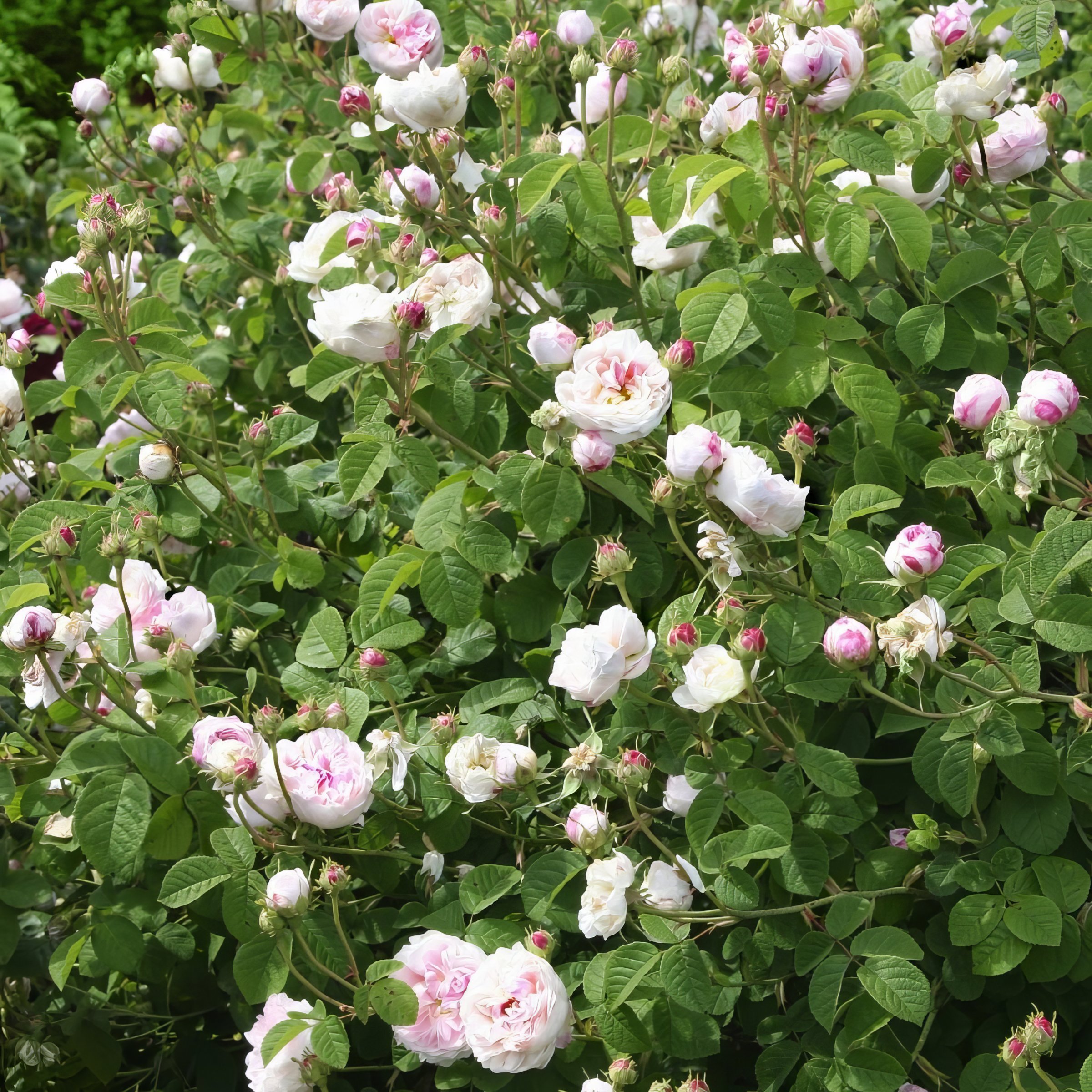 National Plant Network LW1351C roses - View #3