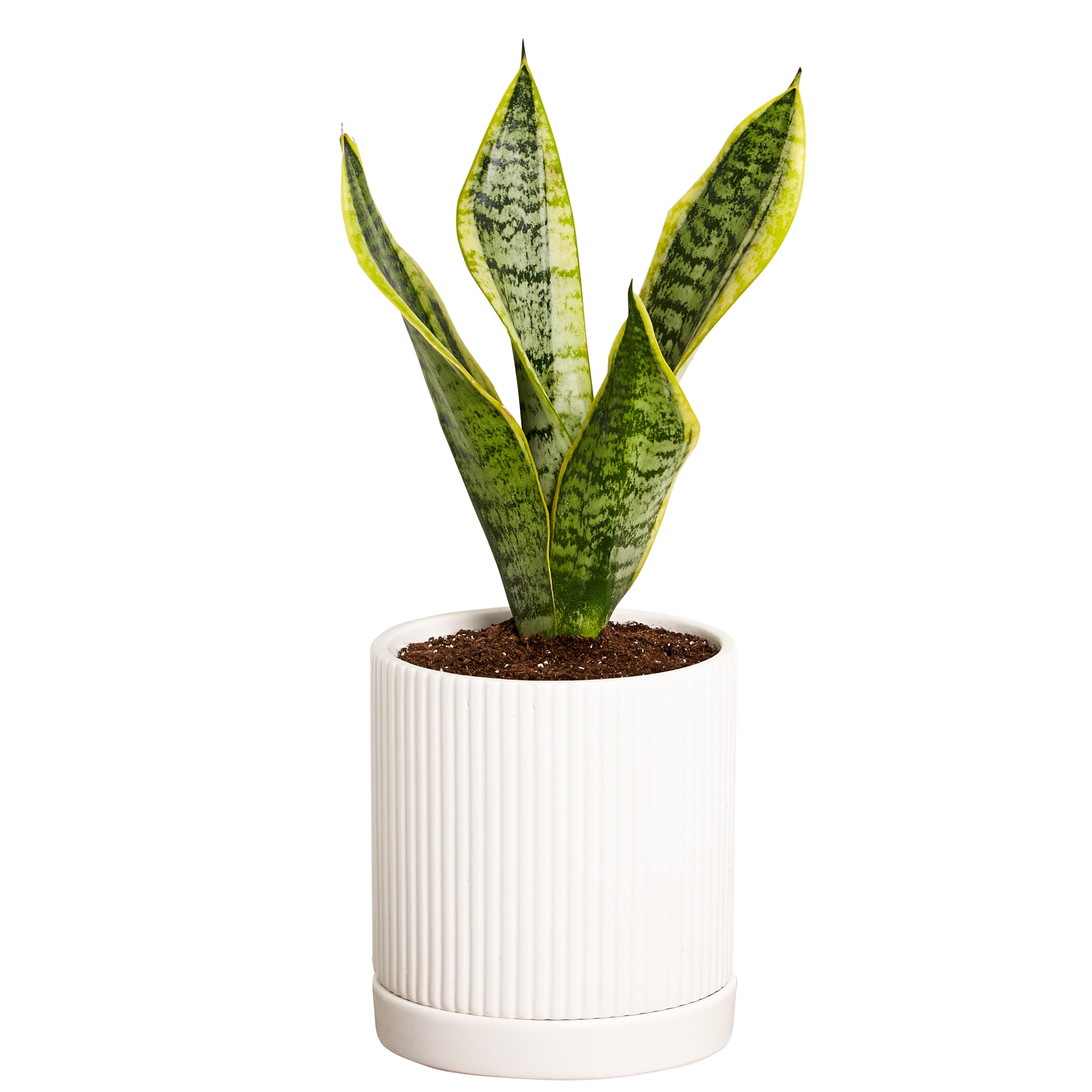 Greendigs Snake House Plant in 5-in Pot in the House Plants department ...
