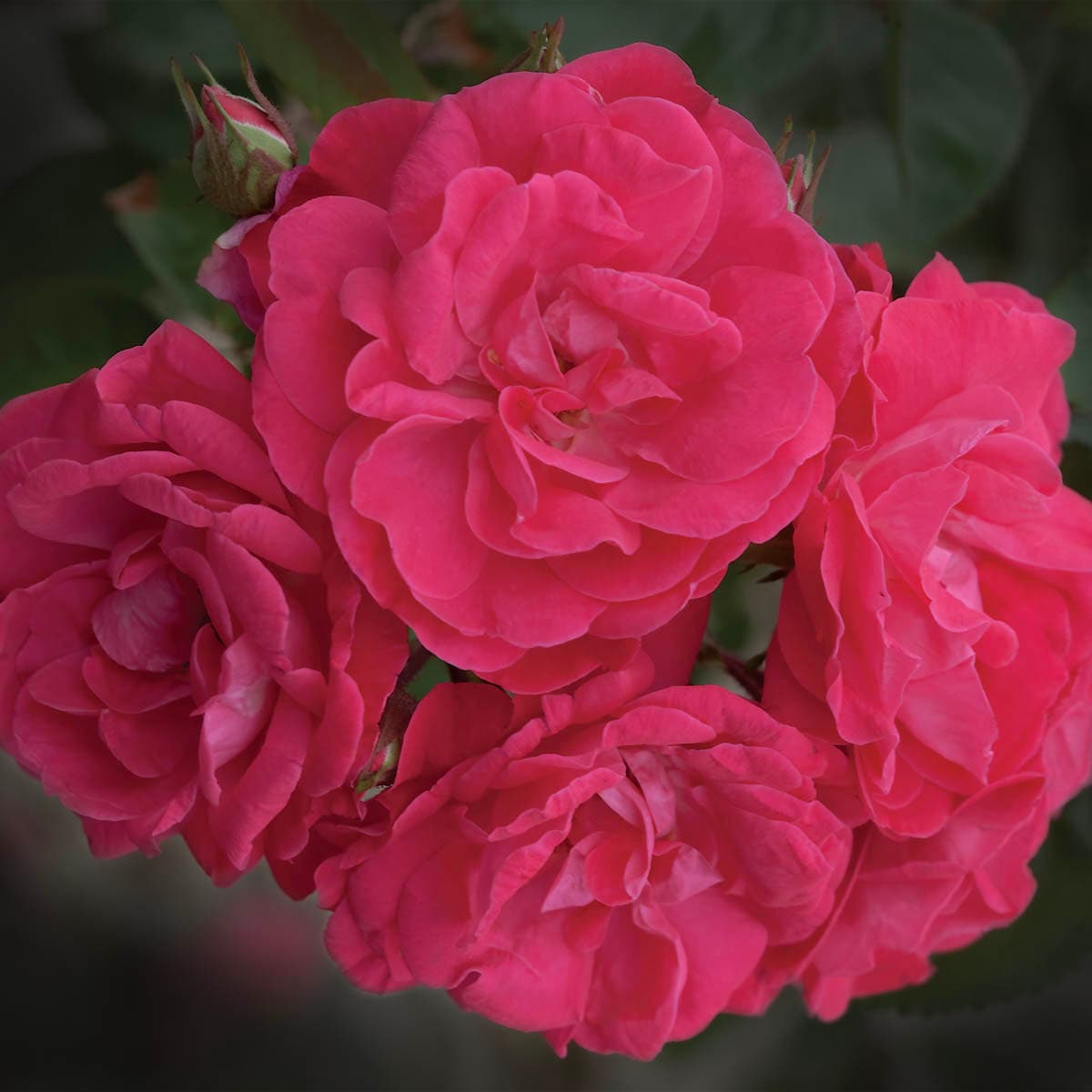 Spring Hill Nurseries 86283 roses - View #2
