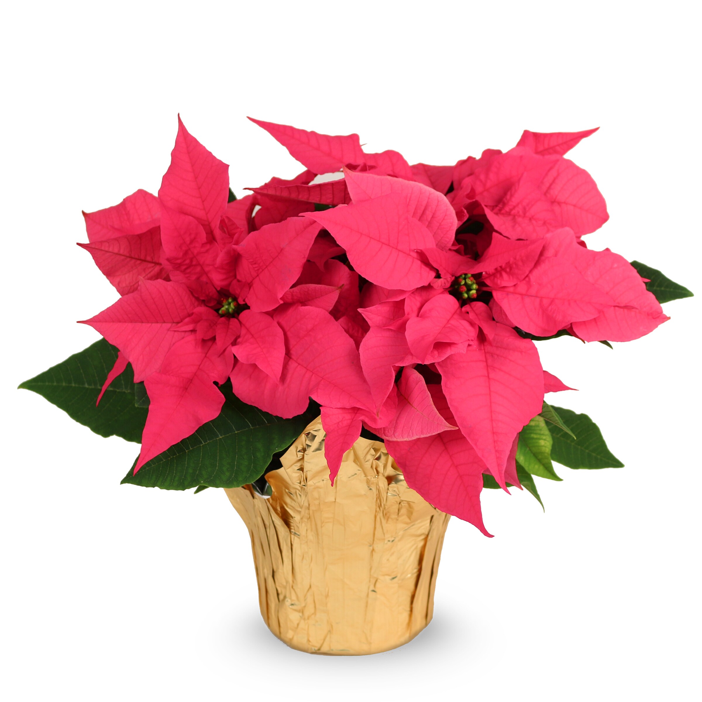 JPS Poinsettia in Hot Pink and Red Wrapping Paper by Studio Heitz