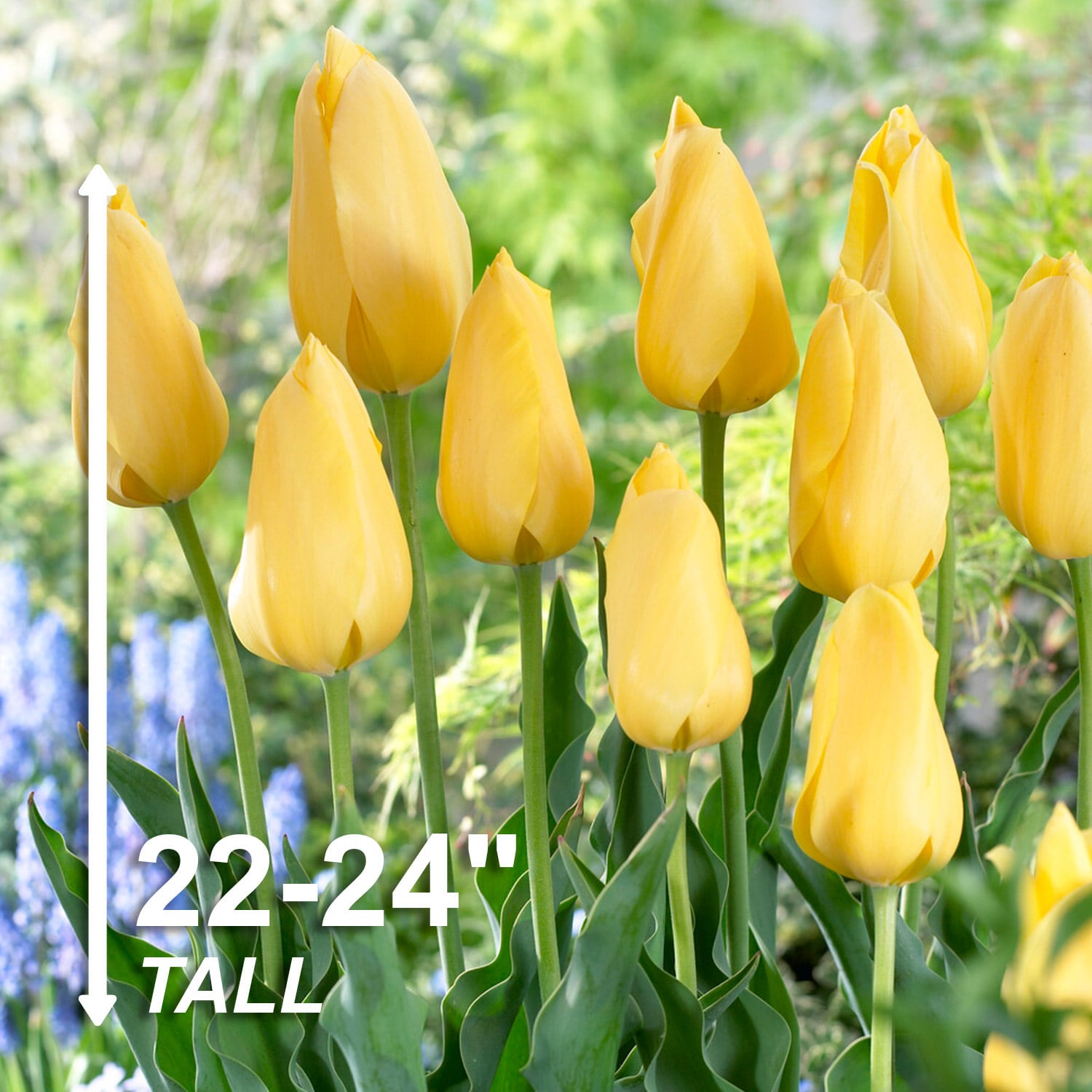 Garden State Bulb ECF-54-100-04 Plant-Bulbs - View #3