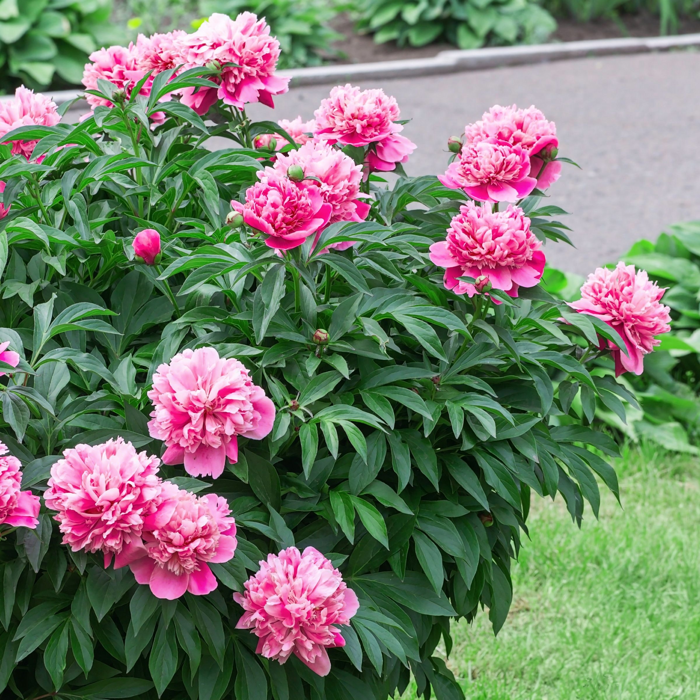 National Plant Network LW1926 perennials - View #7