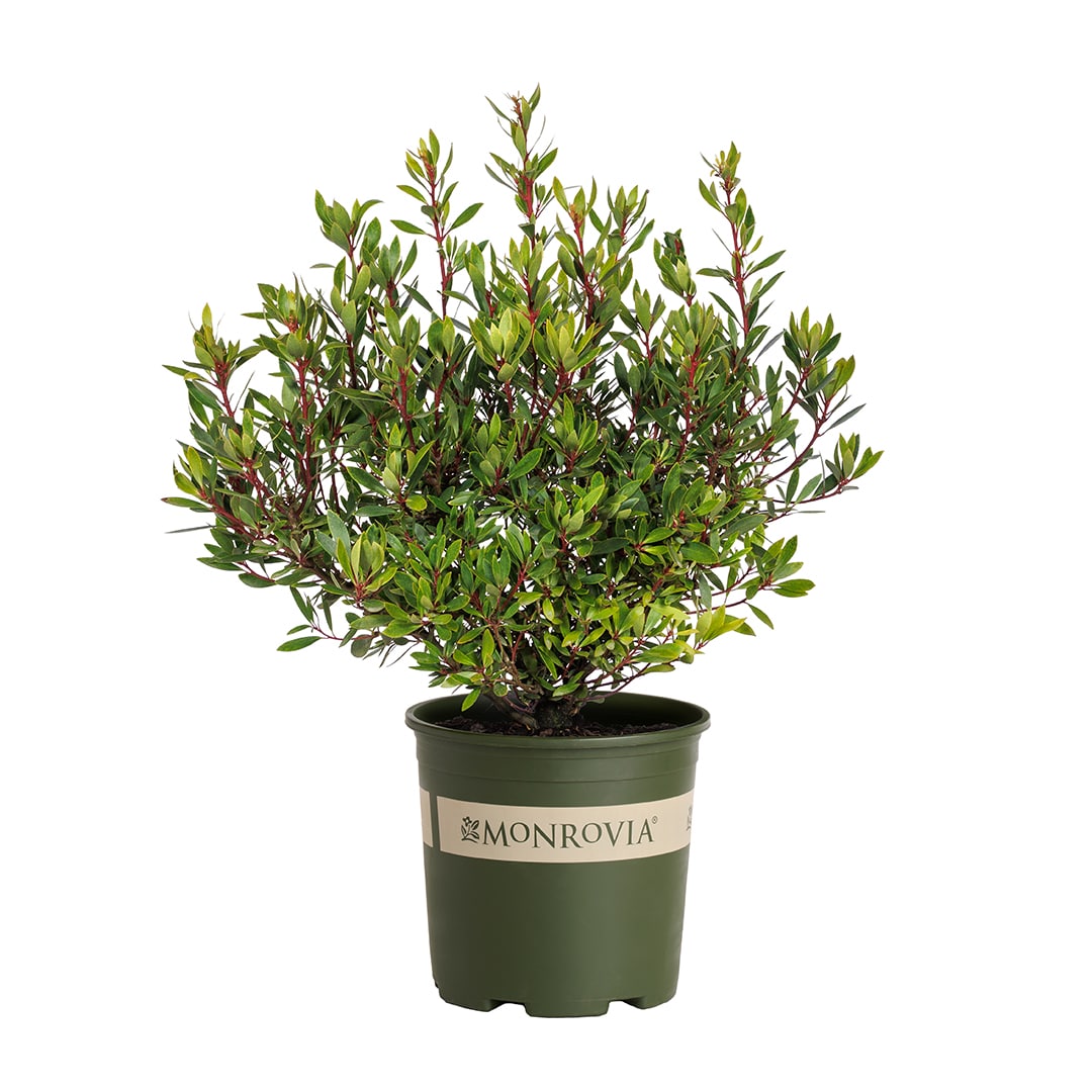Monrovia KT10705061000200000 Mountain Pepper Accent Shrub in 1.73 -Gallon Pot 1 -Pack
