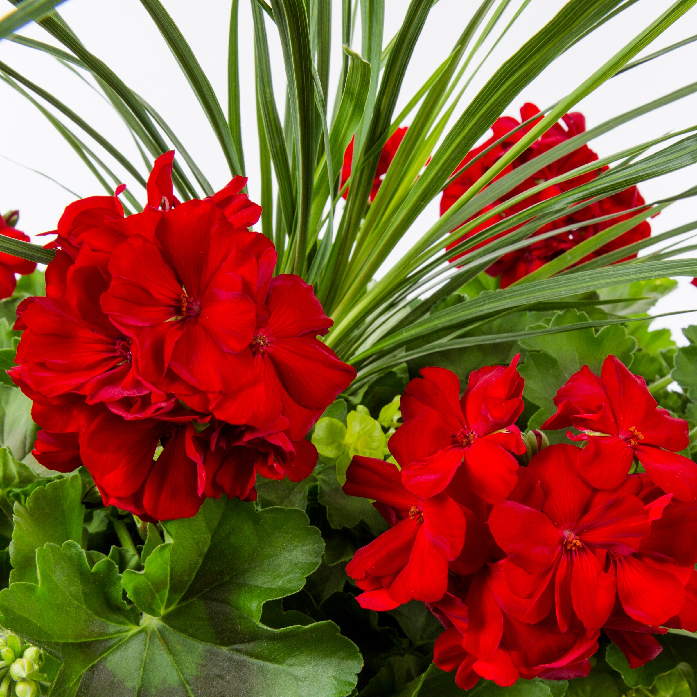 Lowe's NURSERY annuals - View #2