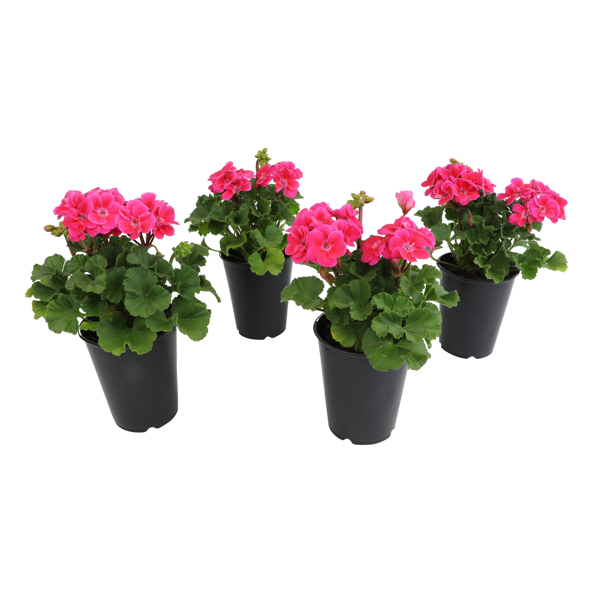 Altman Plants 0872842 Pink Geraniums Plant in 4 -Pack Pot 4 -Pack