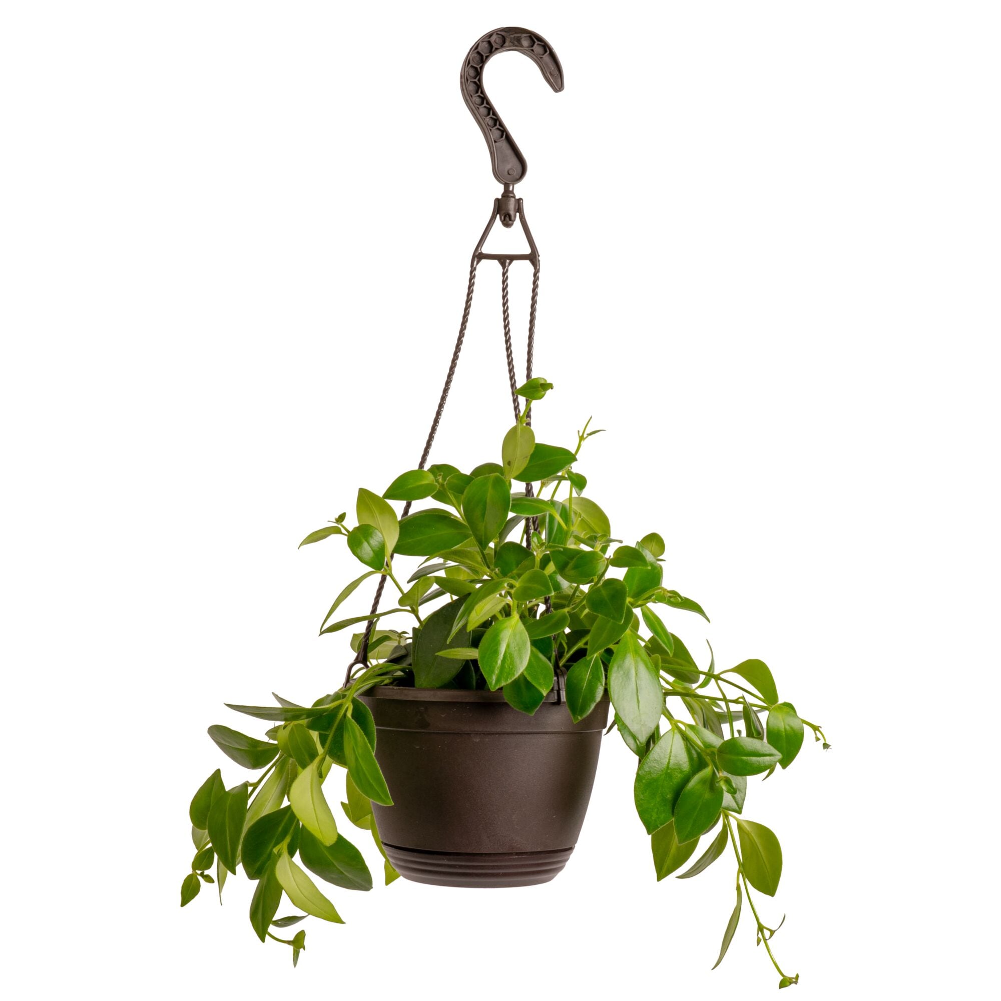 Costa Farms Mona Lisa Lipstick House plant in 6.6 Inch(es) Hanging basket 1 -Pack