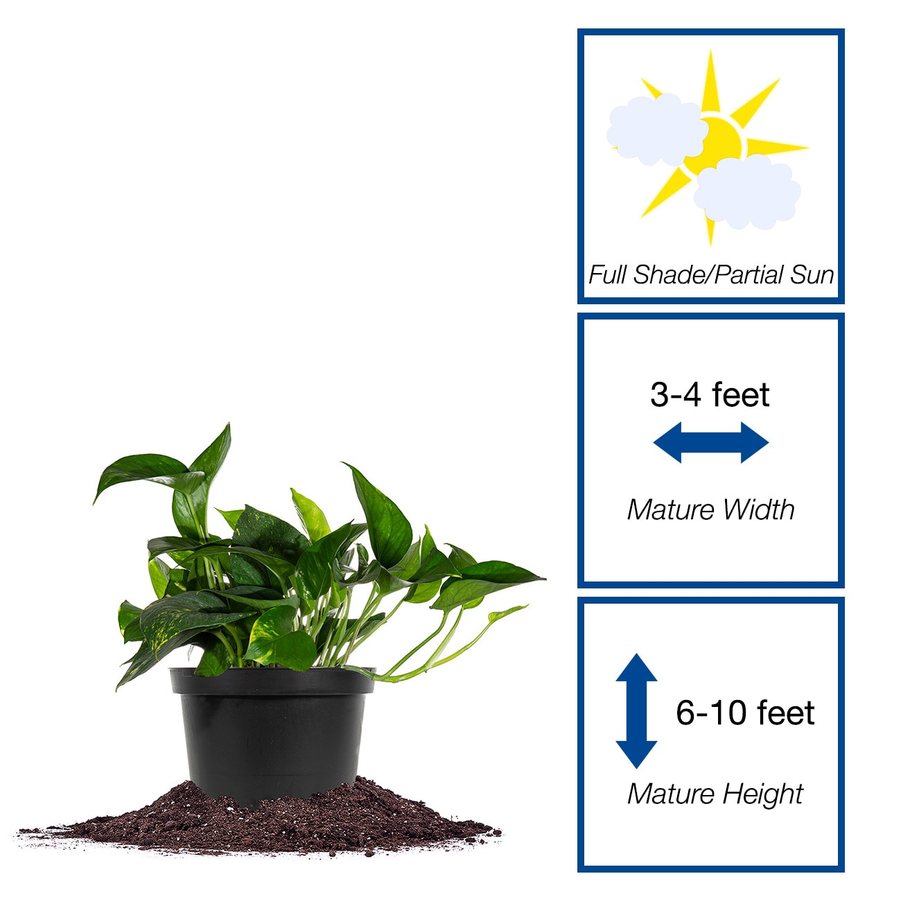 Perfect Plants LOGOLDPOTHOS6IN hseplants - View #2