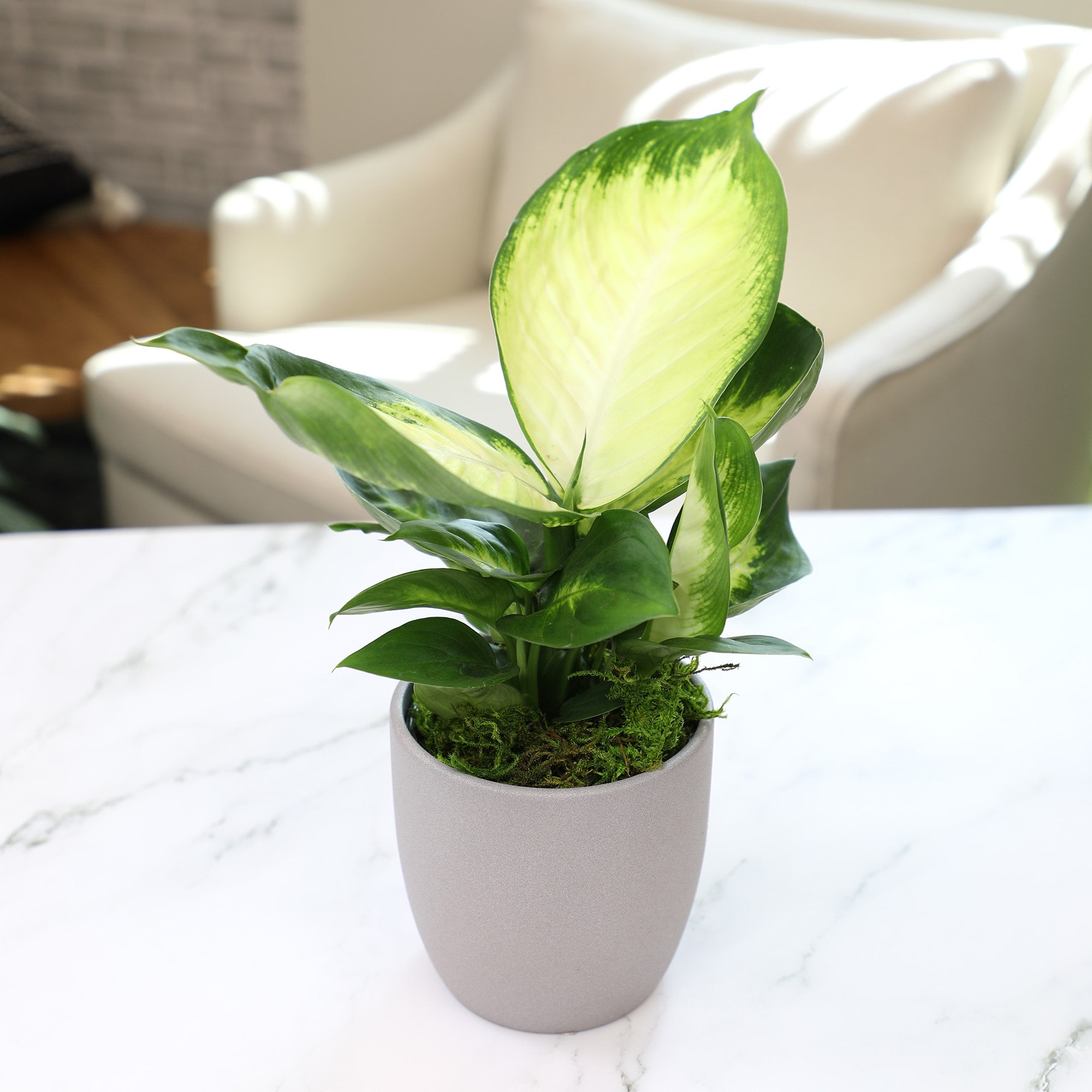 Altman Plants 0873081 hseplants - View #4