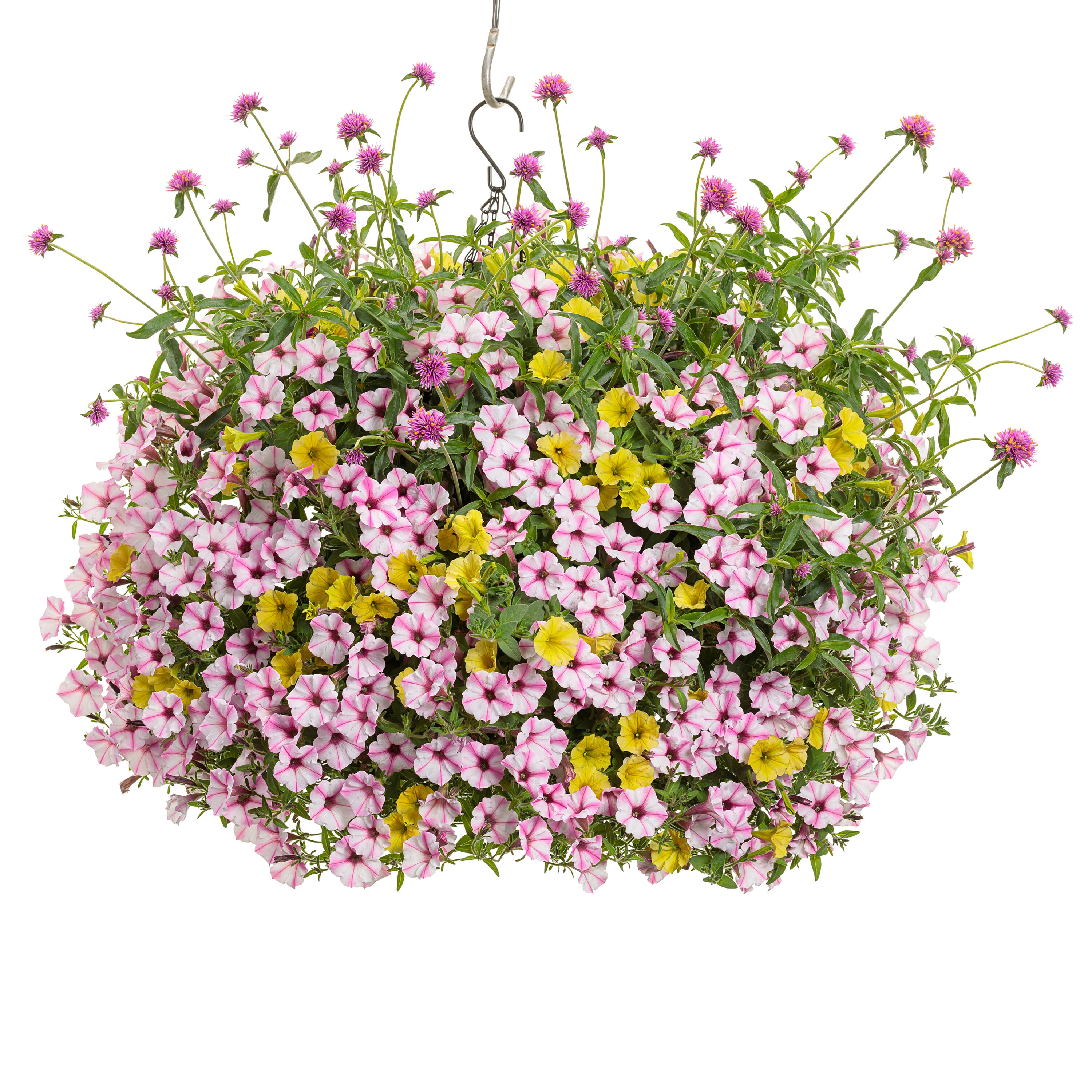 Proven Winners GOMPRW1037504 annuals - View #8