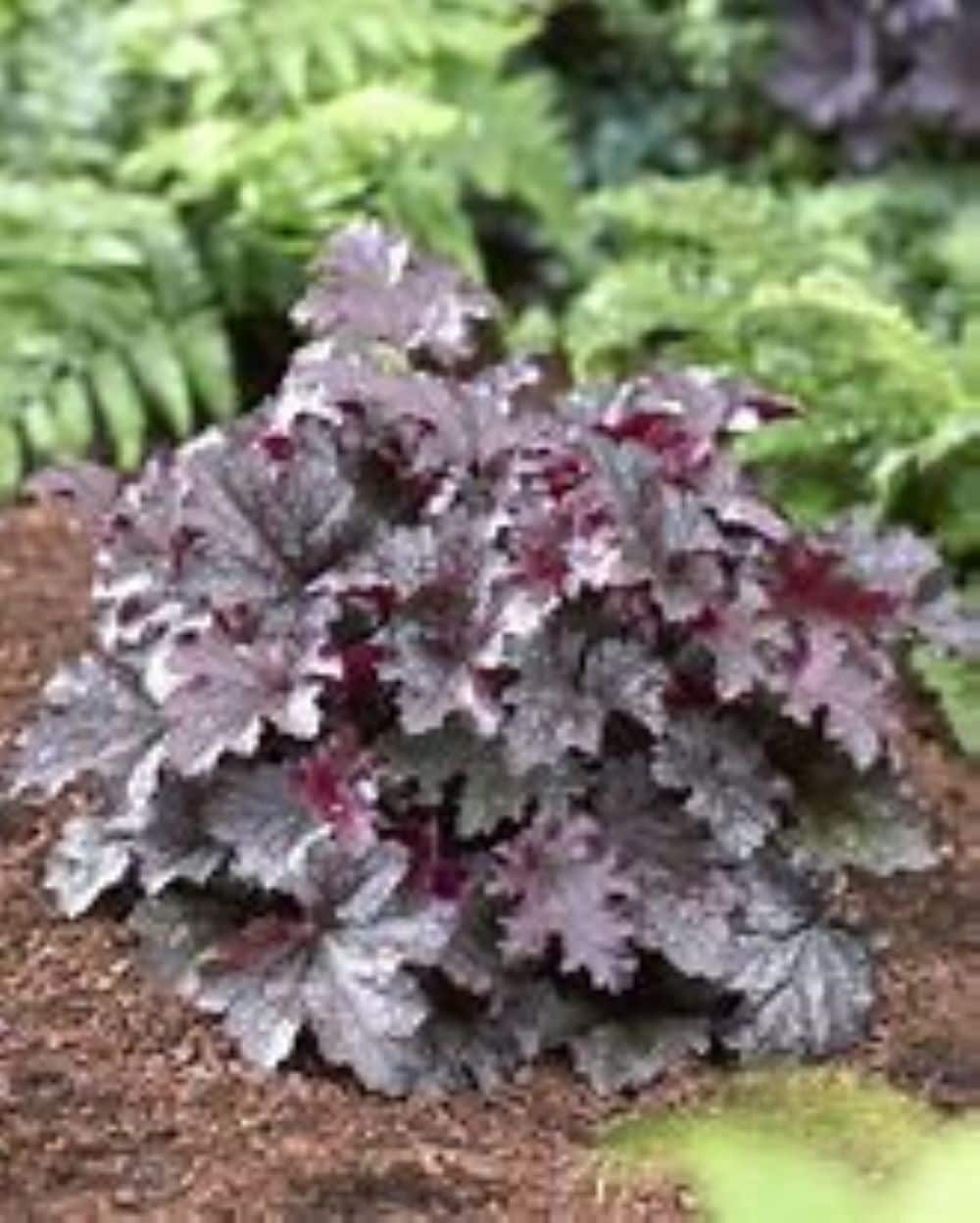 Monrovia NURSERY Pink Coral bells Plant in 1 -Gallon Pot 1 -Pack