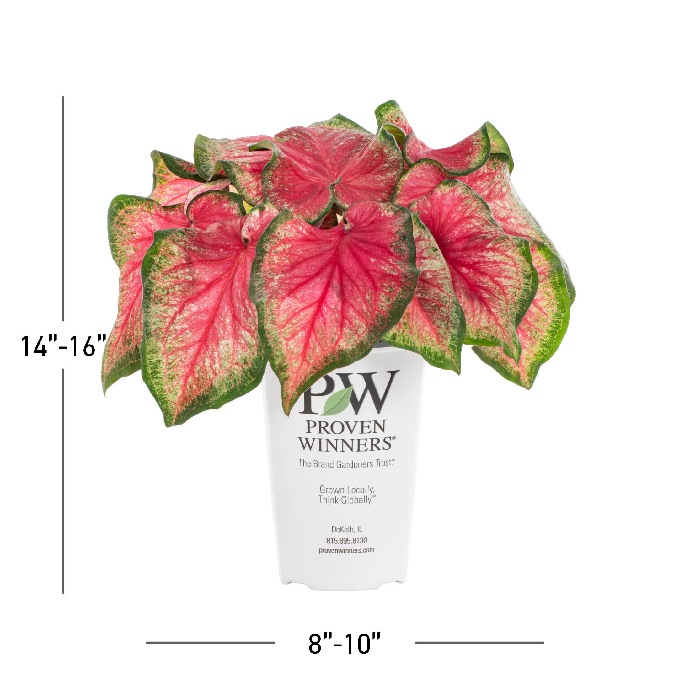 Proven Winners 5199270 annuals - View #3