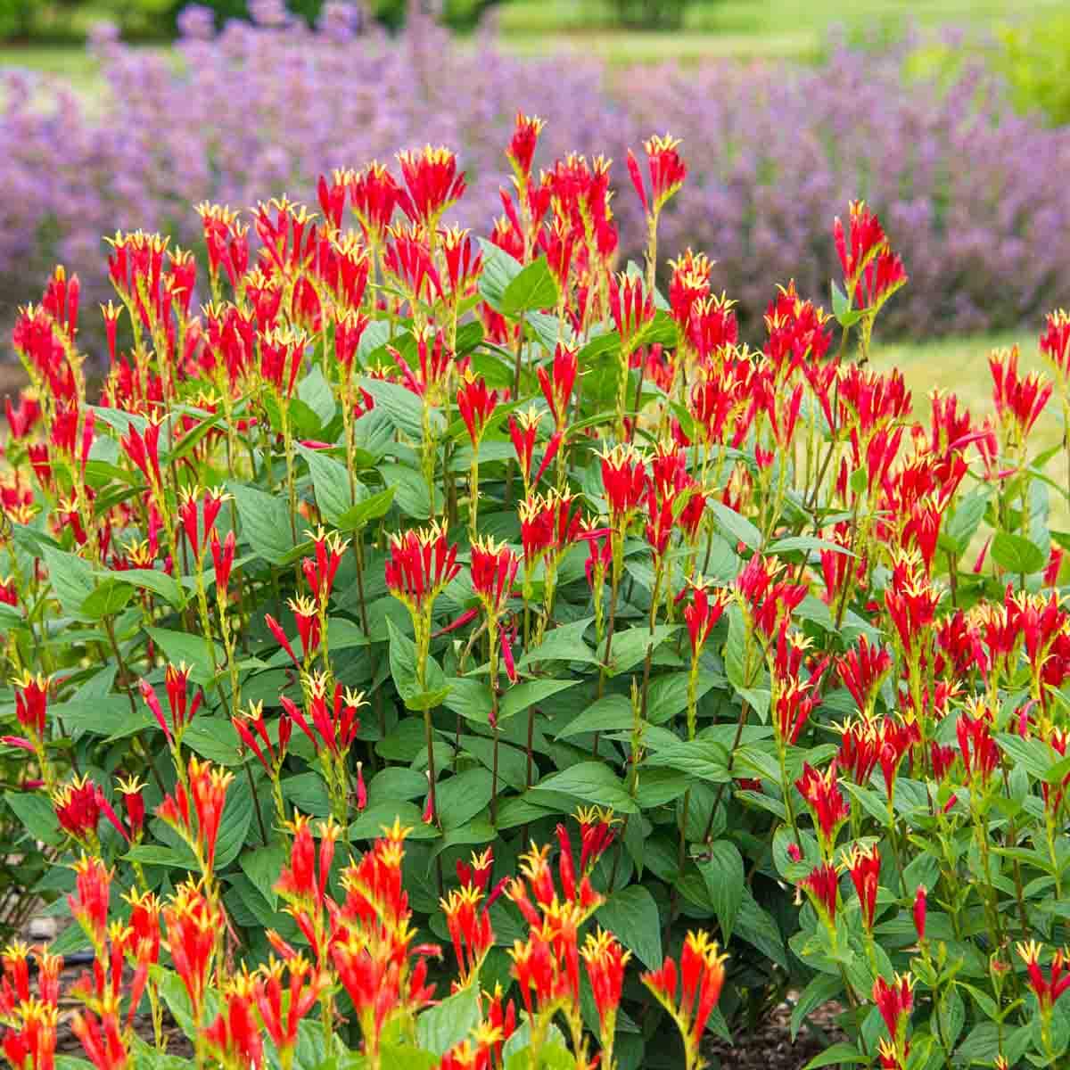 Direct Gardening 65122 Red Flowering Little Red Head Spigelia Perennial Starter Plant in 1 -Pack Pot 1 -Pack