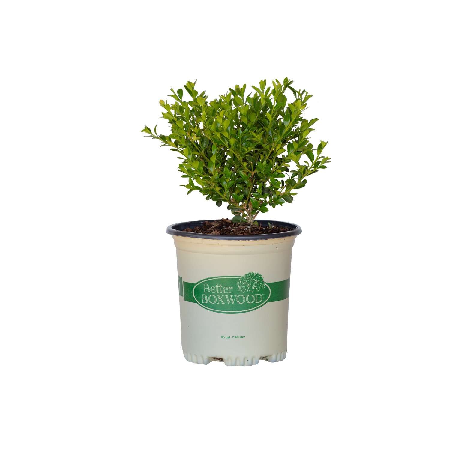Better BOXWOOD 9066Q-1 shrubs - View #2