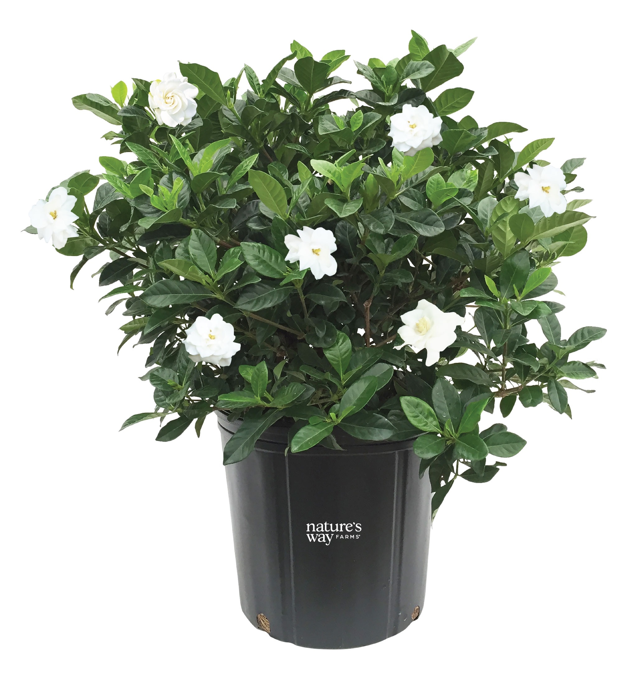 Nature's Way Farms 1.72 -Gallon Gardenia Veitchii Flowering Shrub with White Blooms 1 -Pack