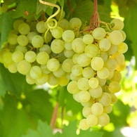 Edible Garden Common Name Grape