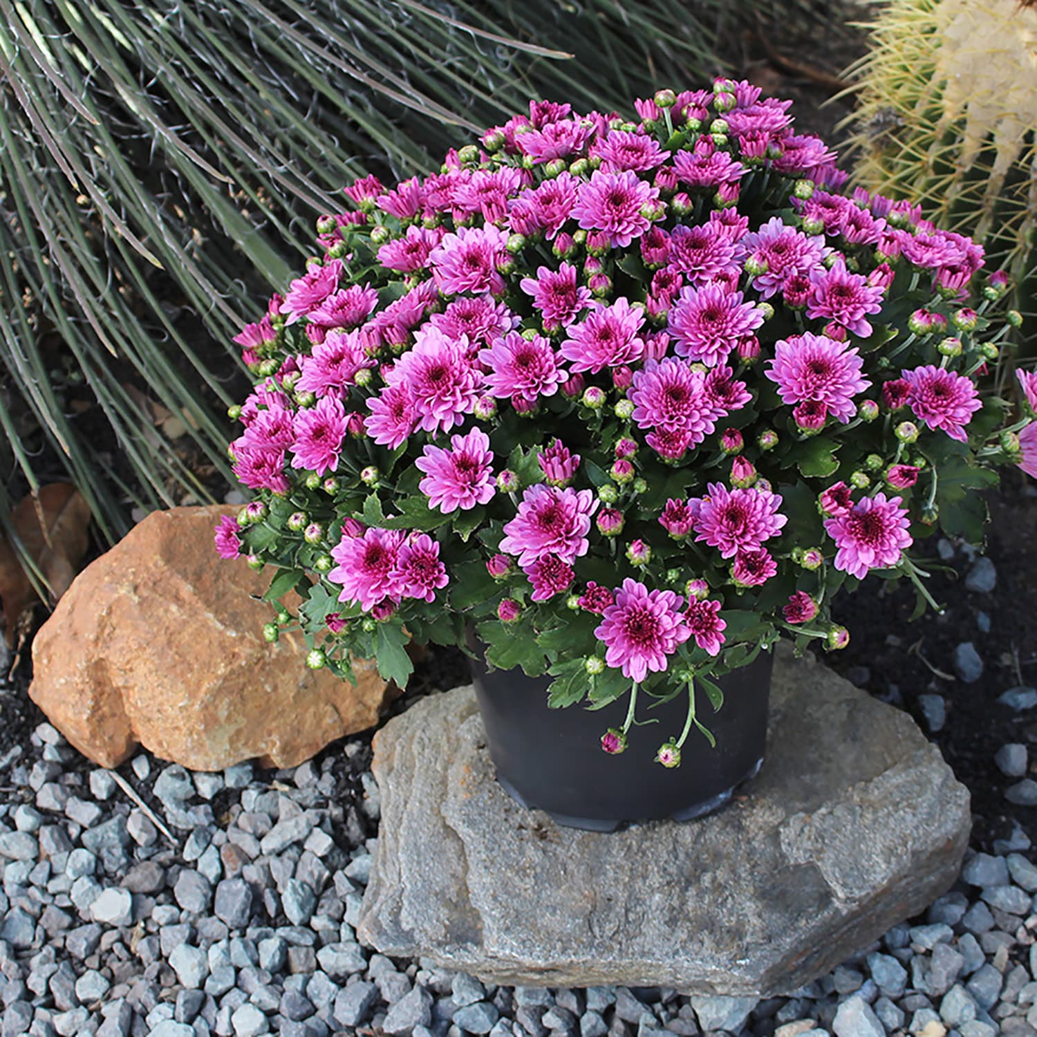 Altman Plants 0881140 annuals - View #6