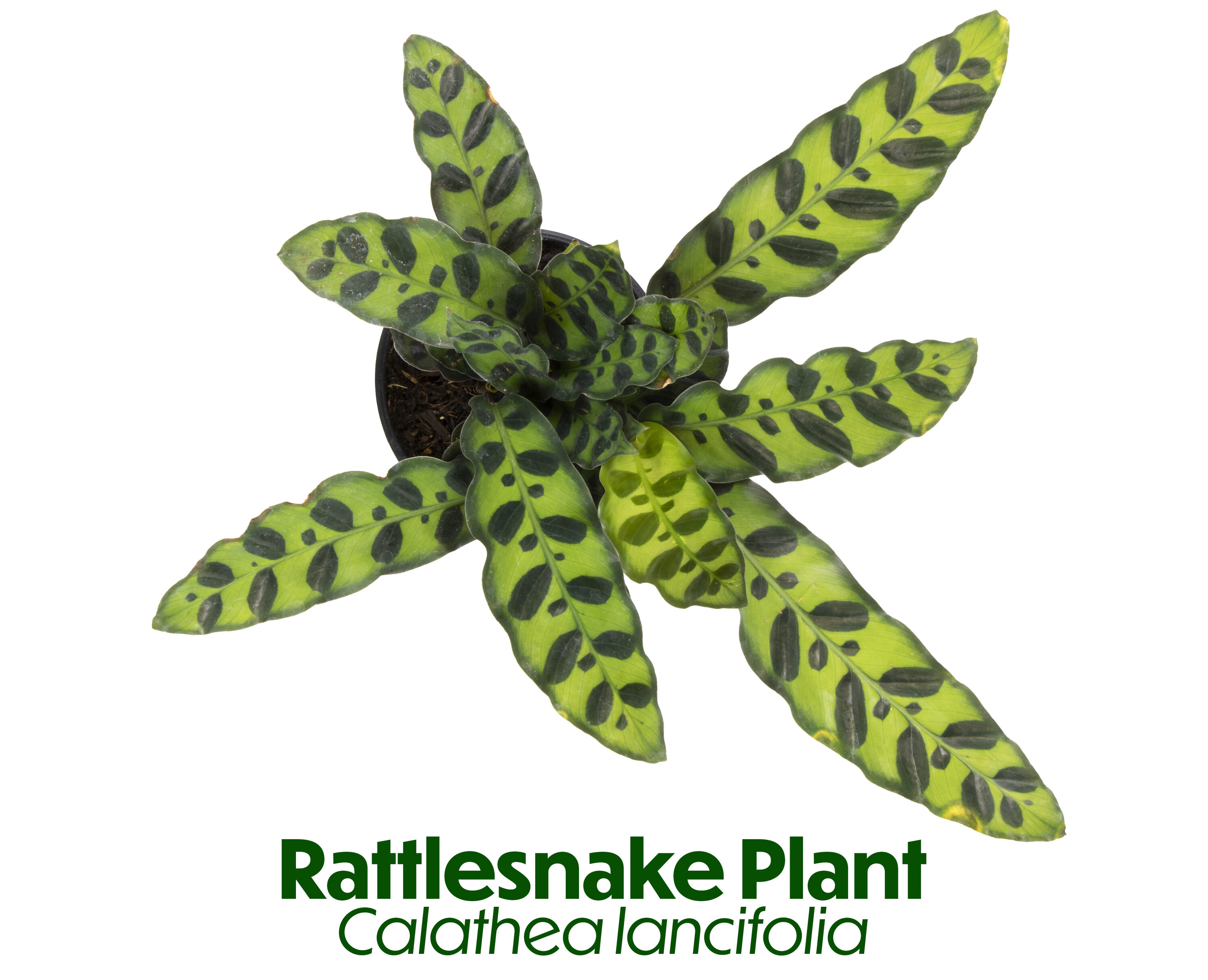 Black Plastic Indoor/Outdoor Calathea Plant in 15" Planter