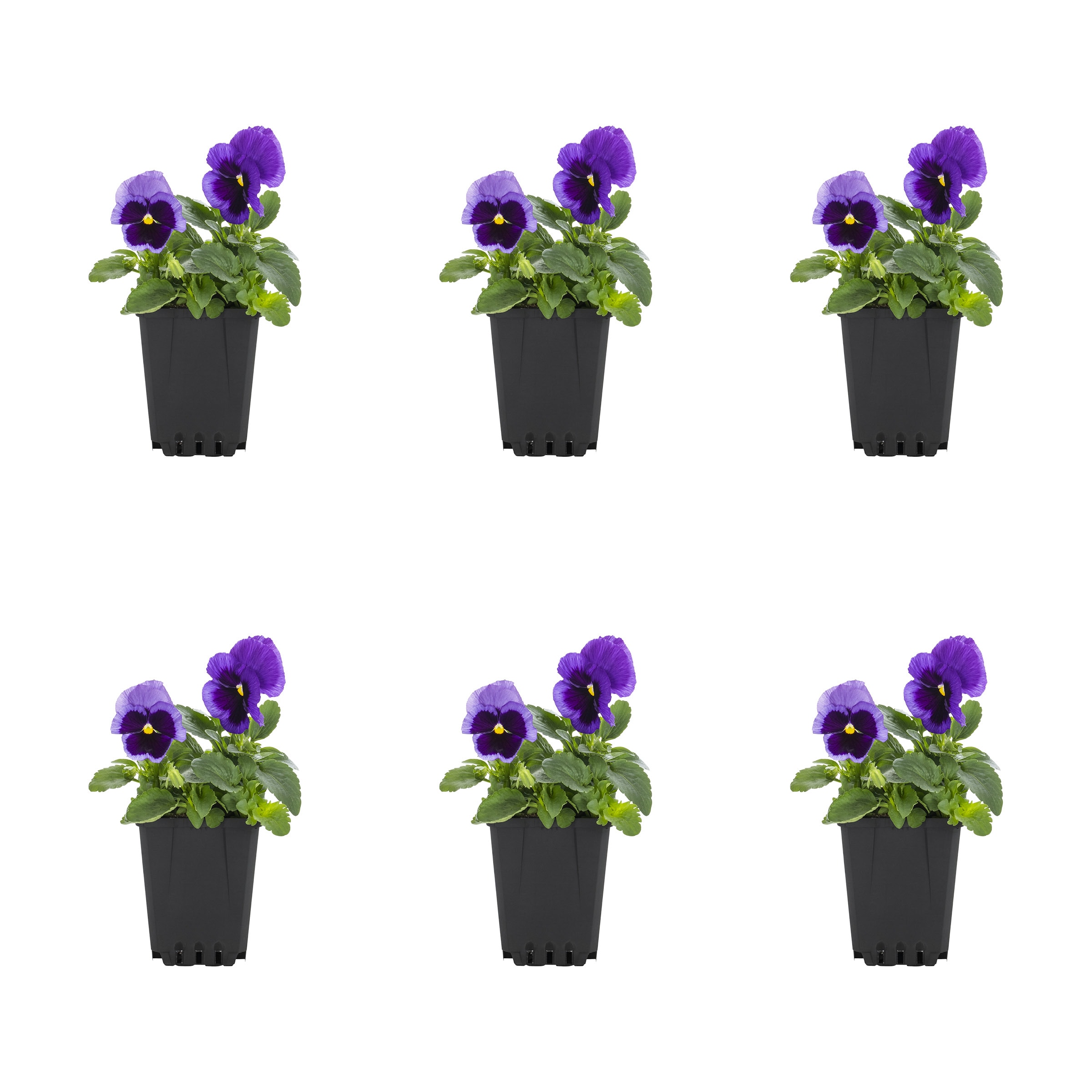 Metrolina Greenhouses - 1 Pint Purple Pansy 6 -Pack
