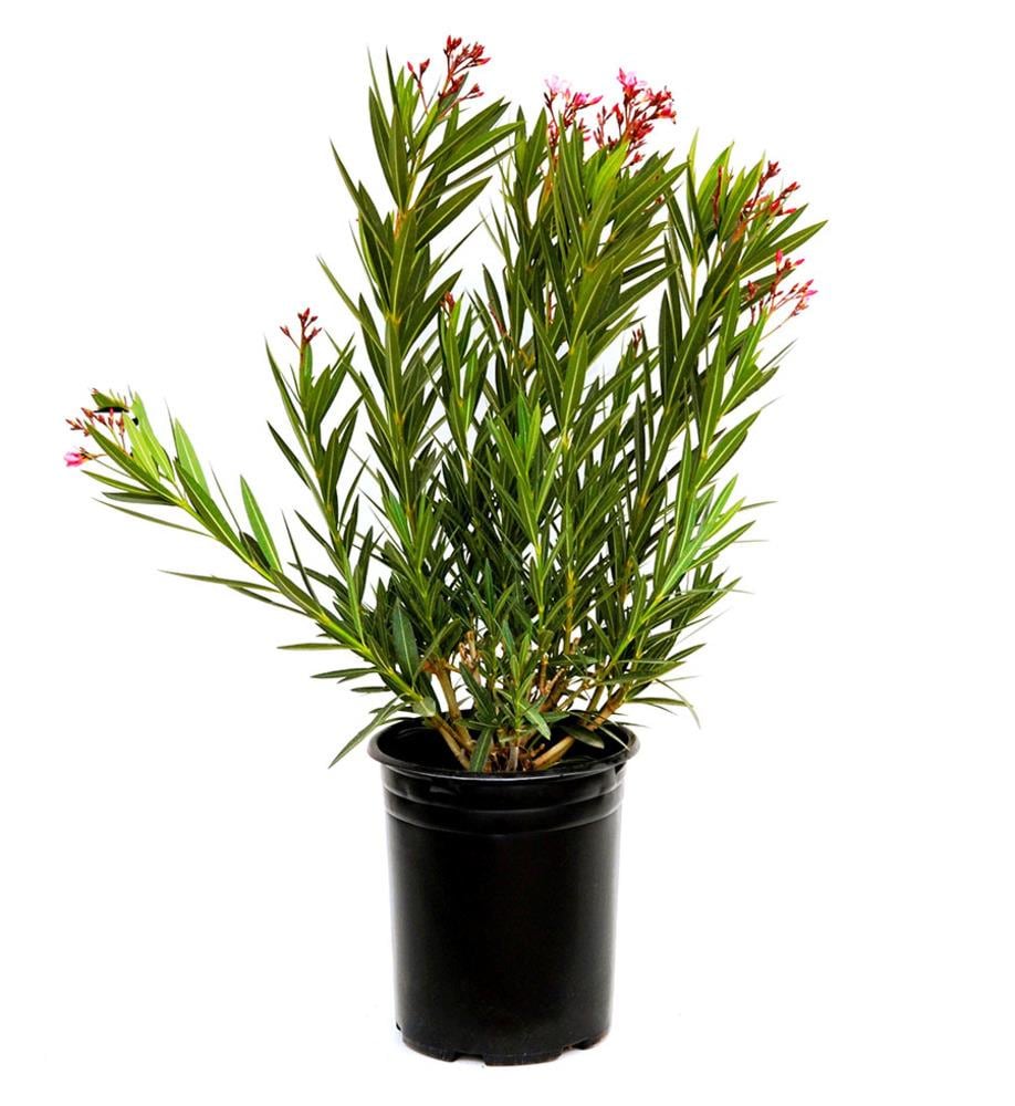 Lowe's Multicolor Oleander Flowering Shrub in 2-Gallon (s) Pot in the  Shrubs department at