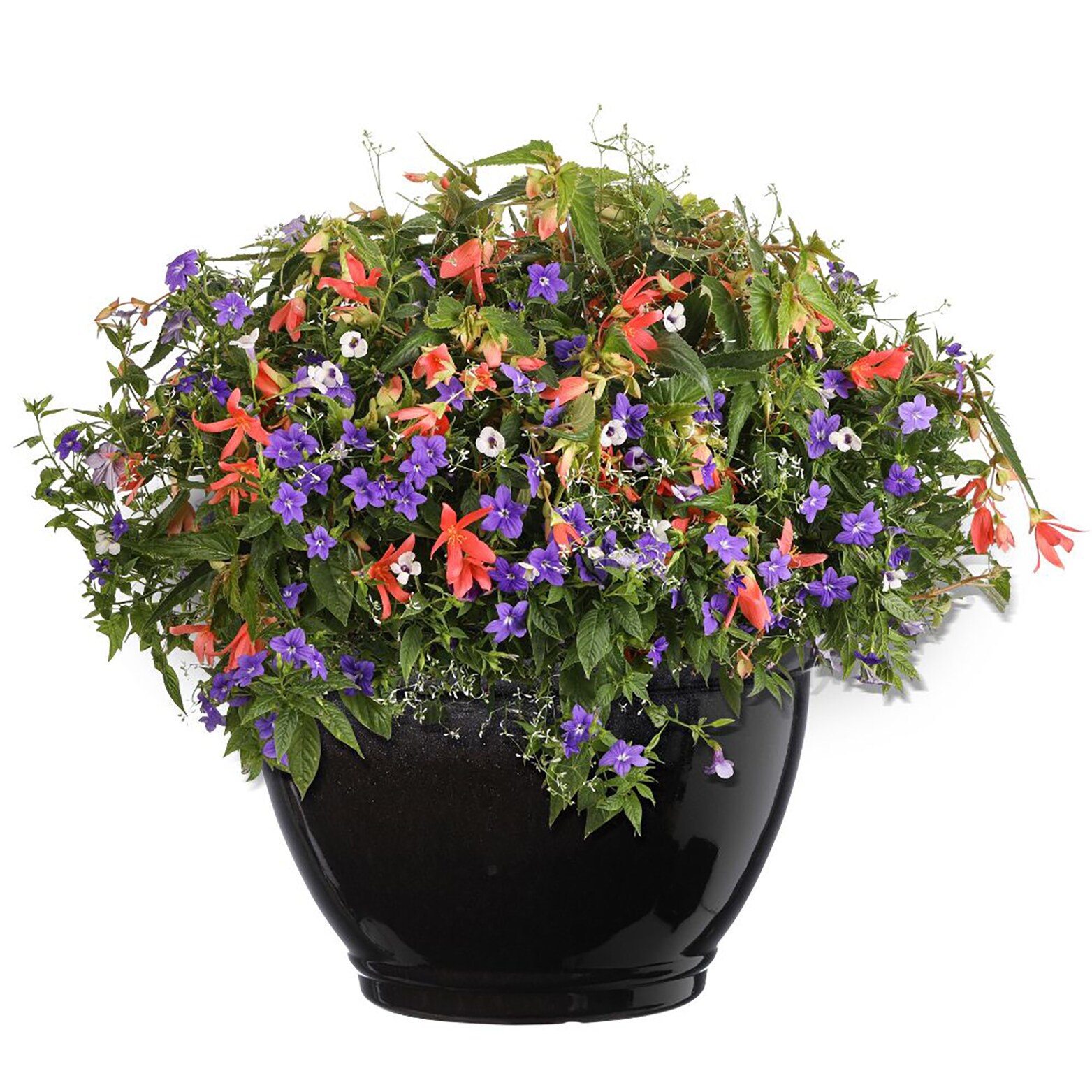 Proven Winners BROPRW1057504 annuals - View #5