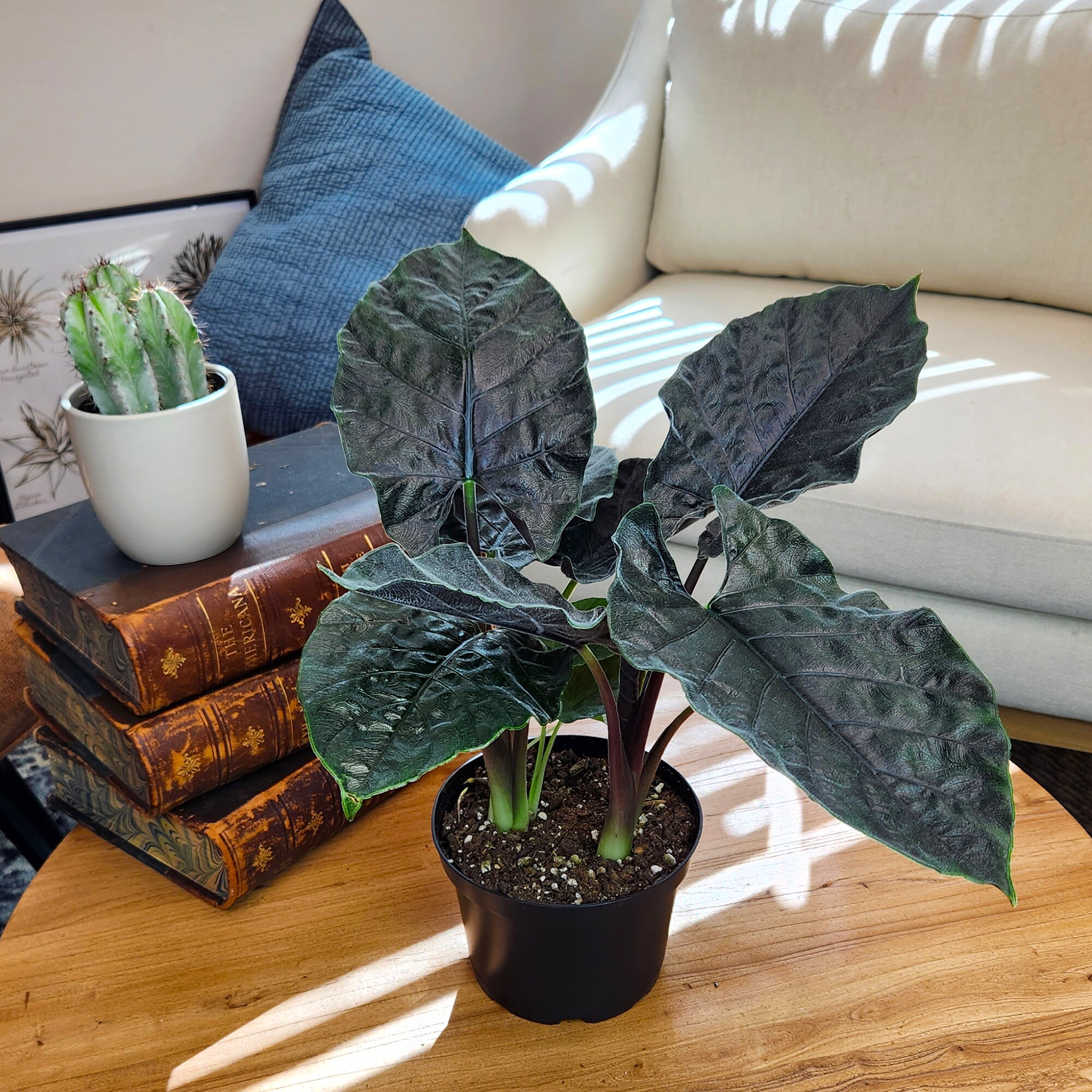Altman Plants 0881588 hseplants - View #4