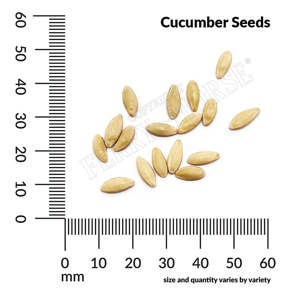 Ferry-Morse 662112.249.0925 Vegetable-Herb-Seeds - View #4