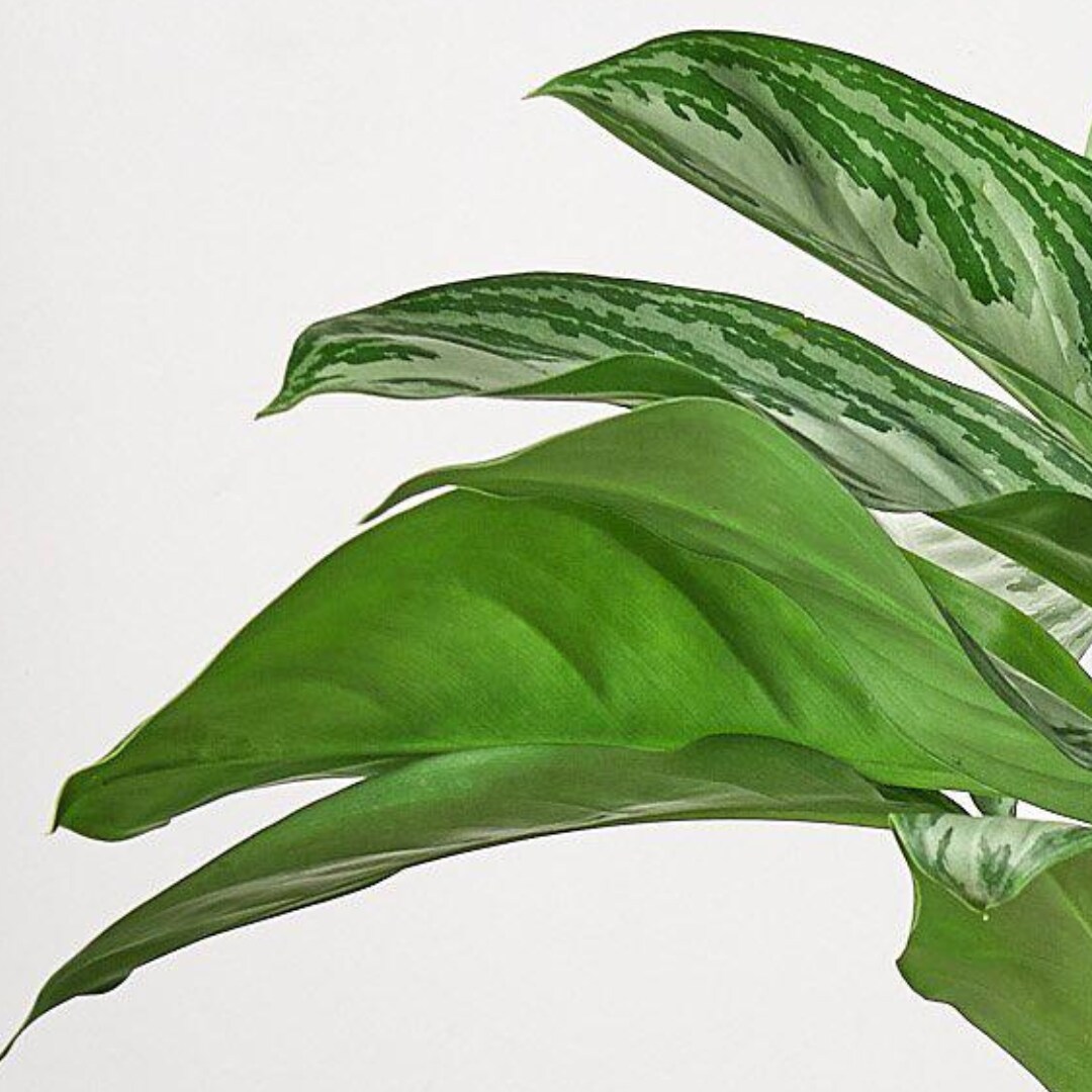 House Plant Shop 6-CH.EVERGREEN-SILVE hseplants - View #3