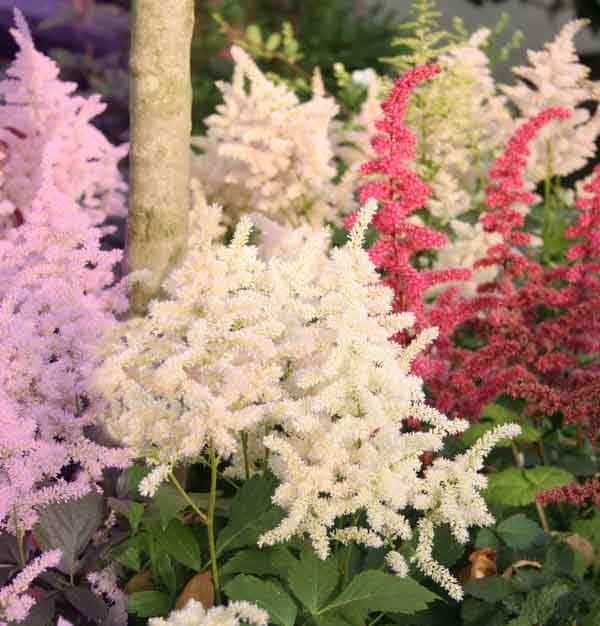  35.23884 Mixed Astilbe Bulbs