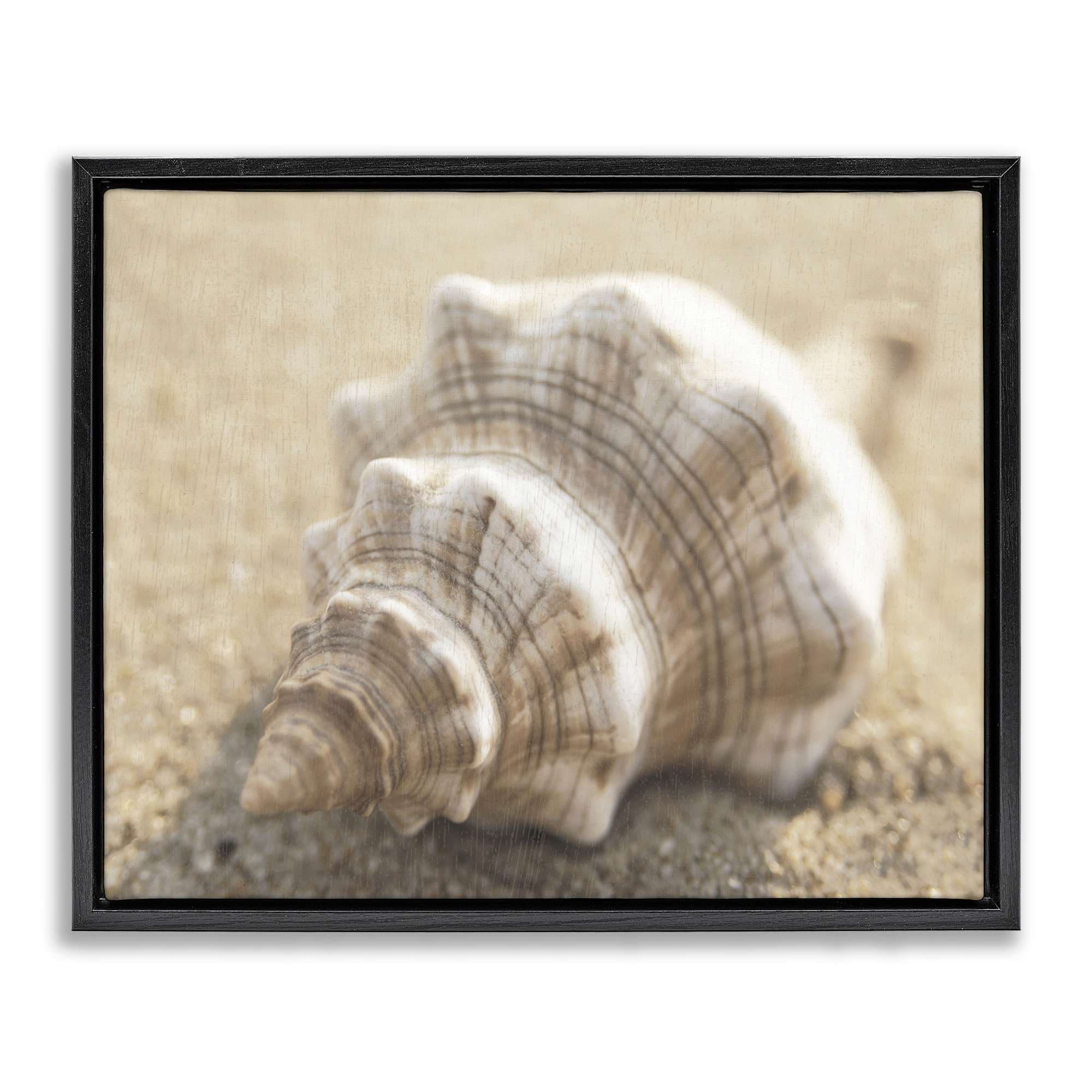 Stupell Industries BS-149-FFB-16X20 Neutral Tone Conch Shell Floating Frame design by Dora Rotondella