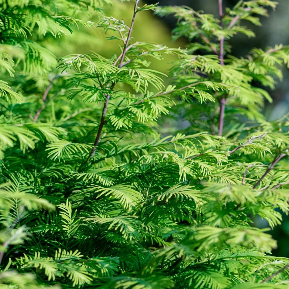 Spring Hill Nurseries 74300 Shade Amber Glow Redwood Metaseqouia Bareroot