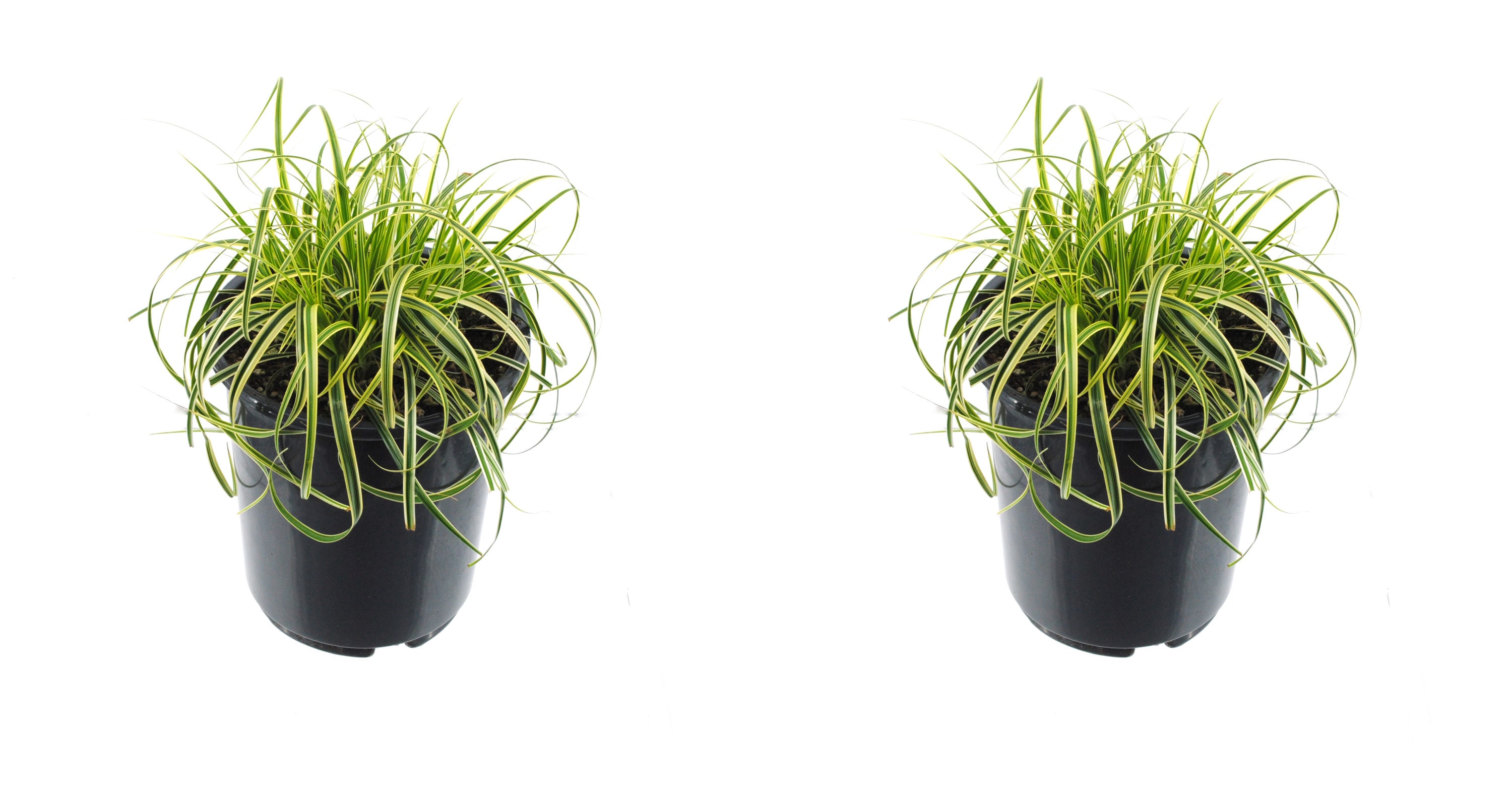  1169 Sedge Grass Plant in -Quart Pot 2.0 -Pack