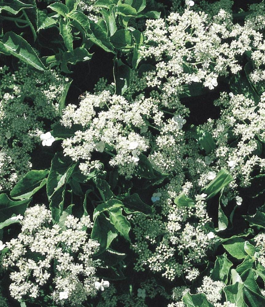 Lowe's 922971 White Pritzelago Plant in 2.5-Quart Pot