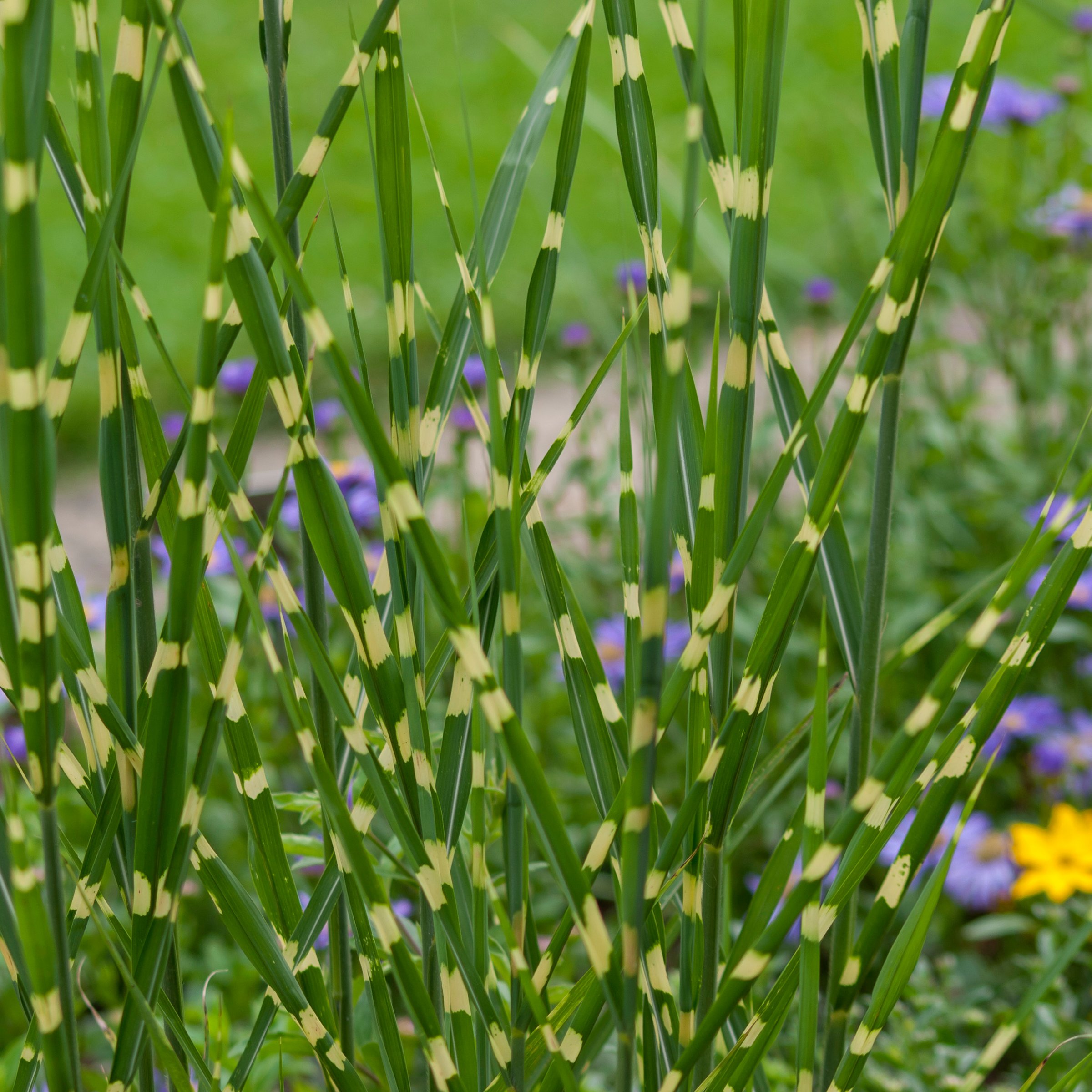 National Plant Network LW2208 perennials - View #7