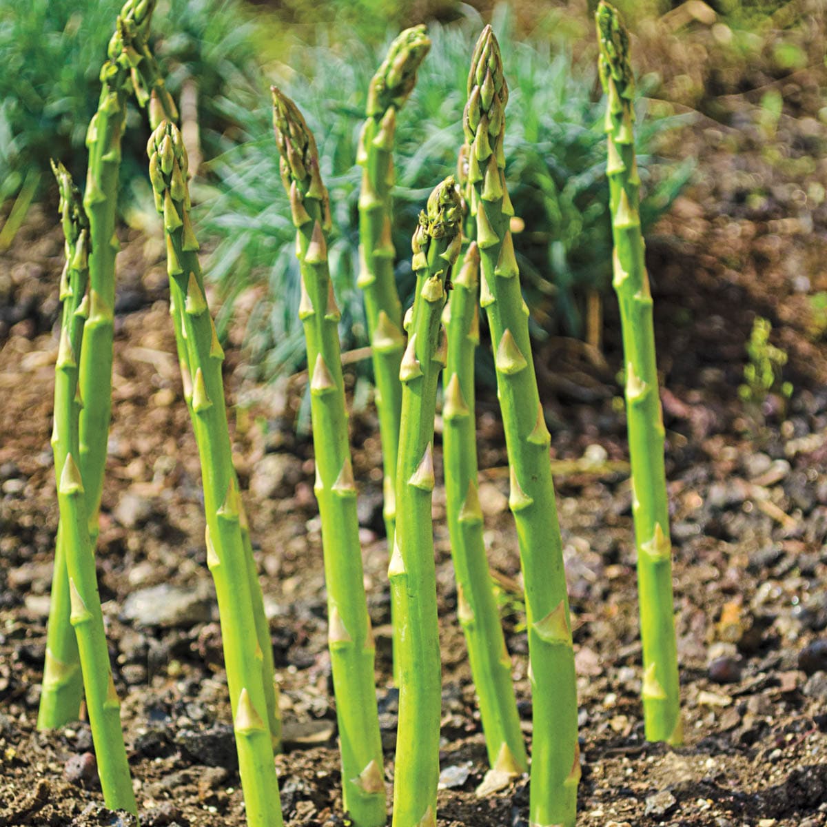 Gurney's and Nursery Asparagus Bareroot Plant in the Plants department at Lowes.com