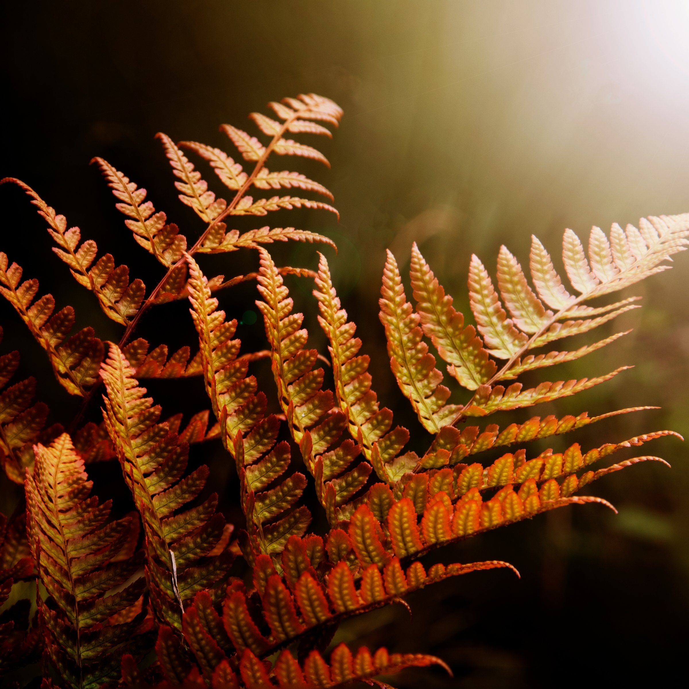 Autumn Fern Plant in 1-Gallon Planter for Shade Gardens
