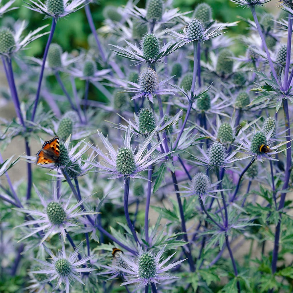Van Zyverden 83522 Blue Sea Holly Water Wise Pollinator Bulbs 5.0 Count