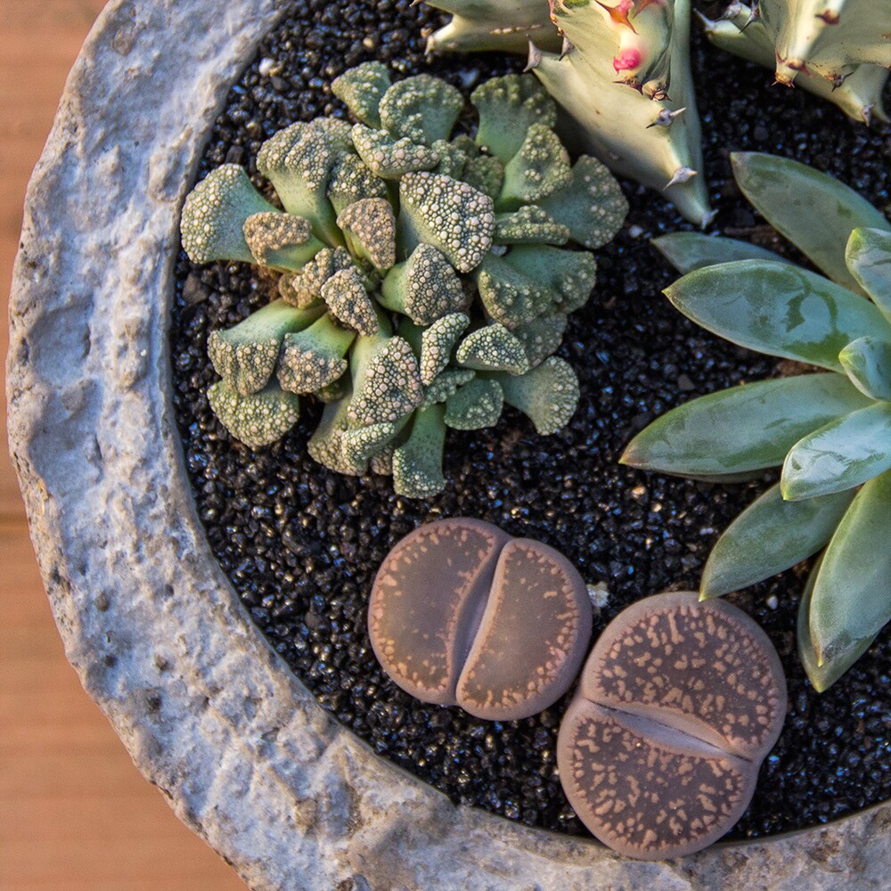 Altman Plants 0873254 Cacti-Succulents - View #8