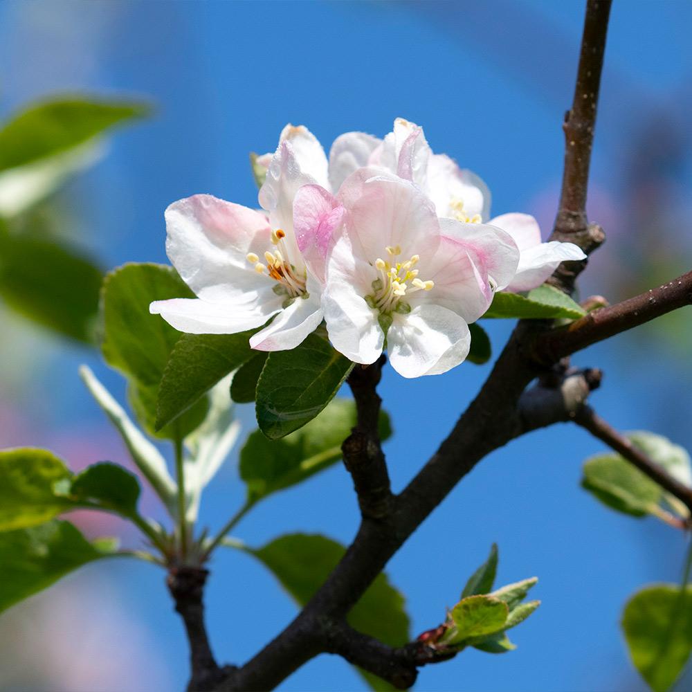 Brighter Blooms 10115 Fruit-Plants - View #2