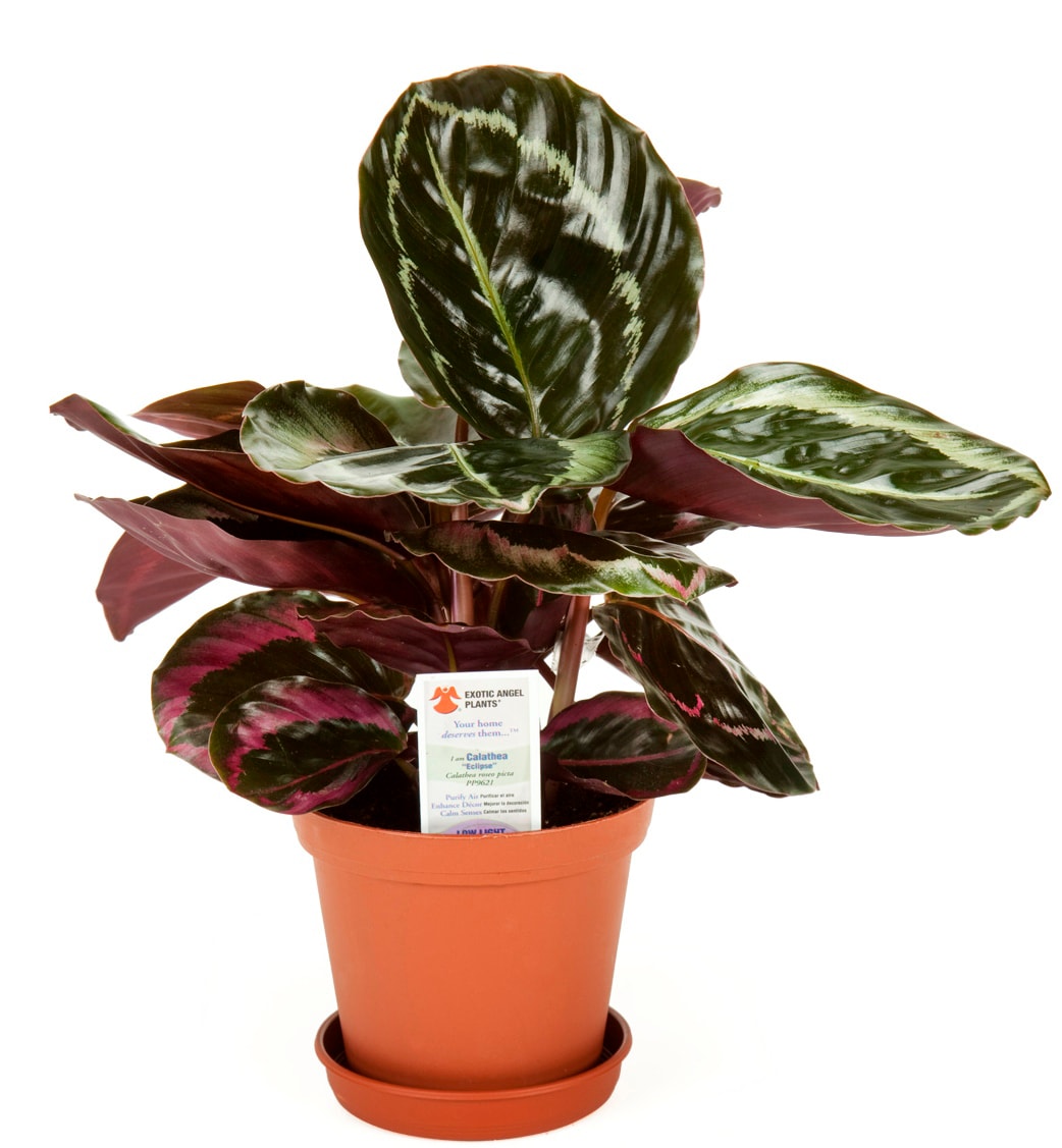 Exotic Angel Plants House Plants At