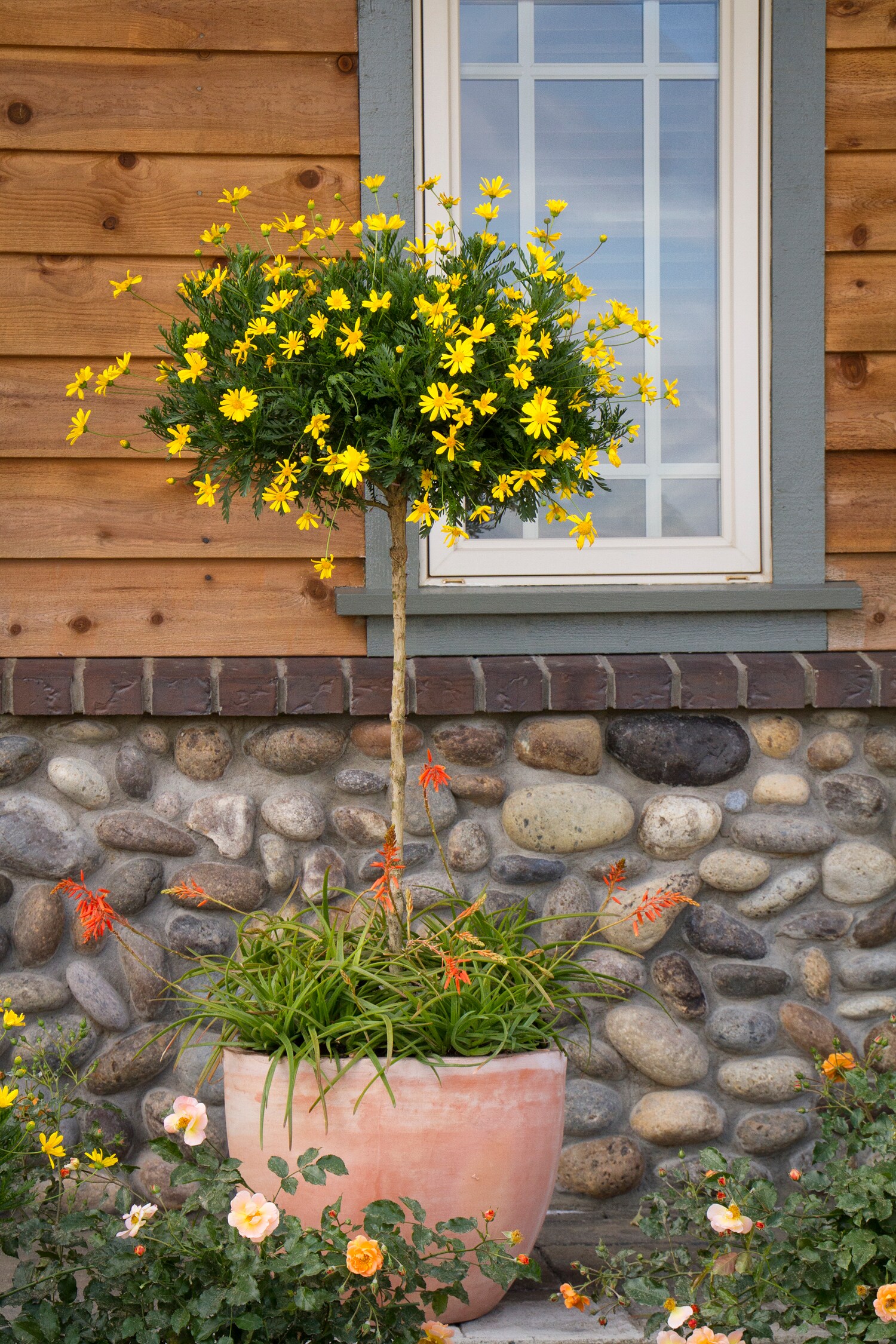 Monrovia 035572PT annuals - View #3