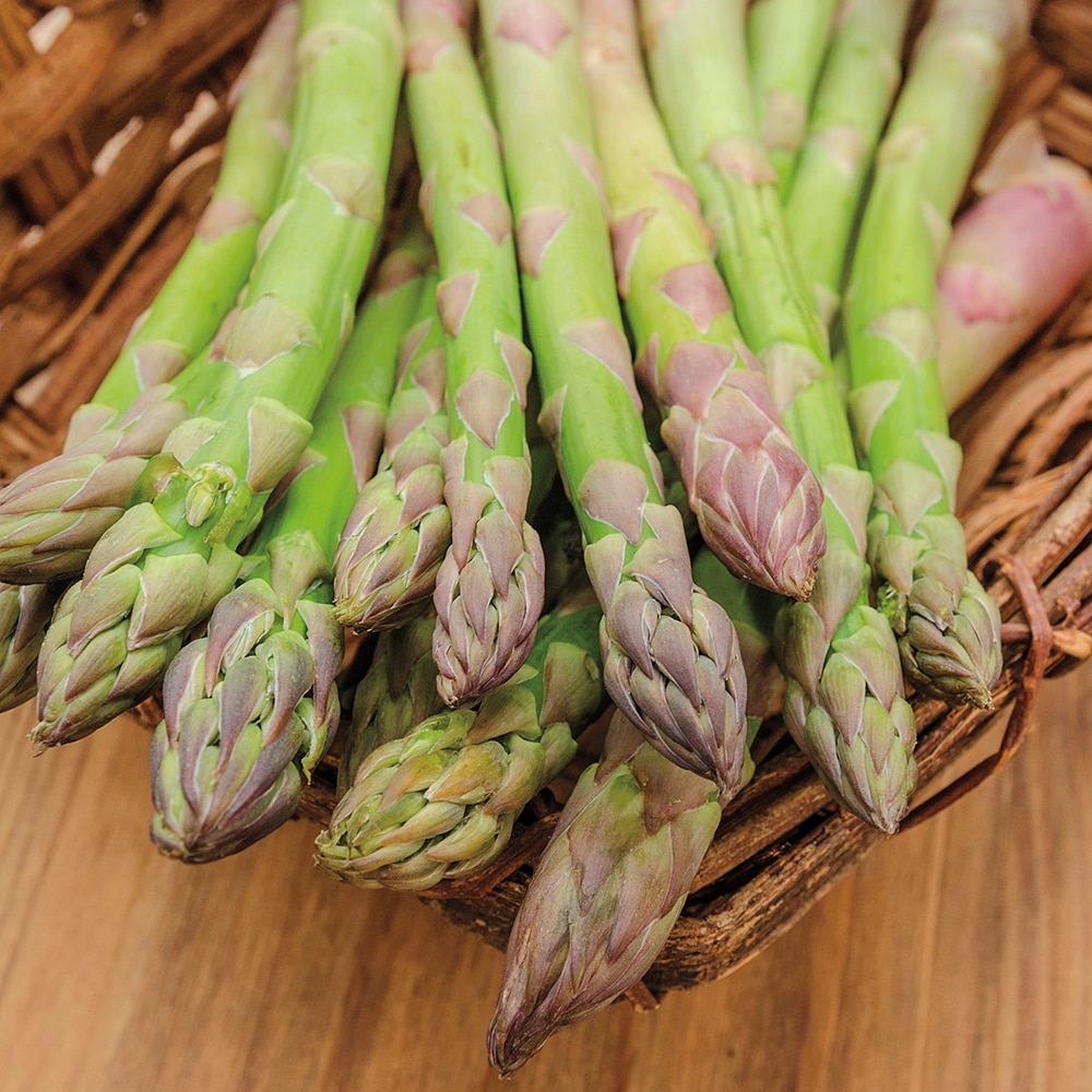 Gurney's Seed and Nursery 62001 Jersey Knight Asparagus Jumbo Grd 10 Pack Dormant Plant in Bareroot