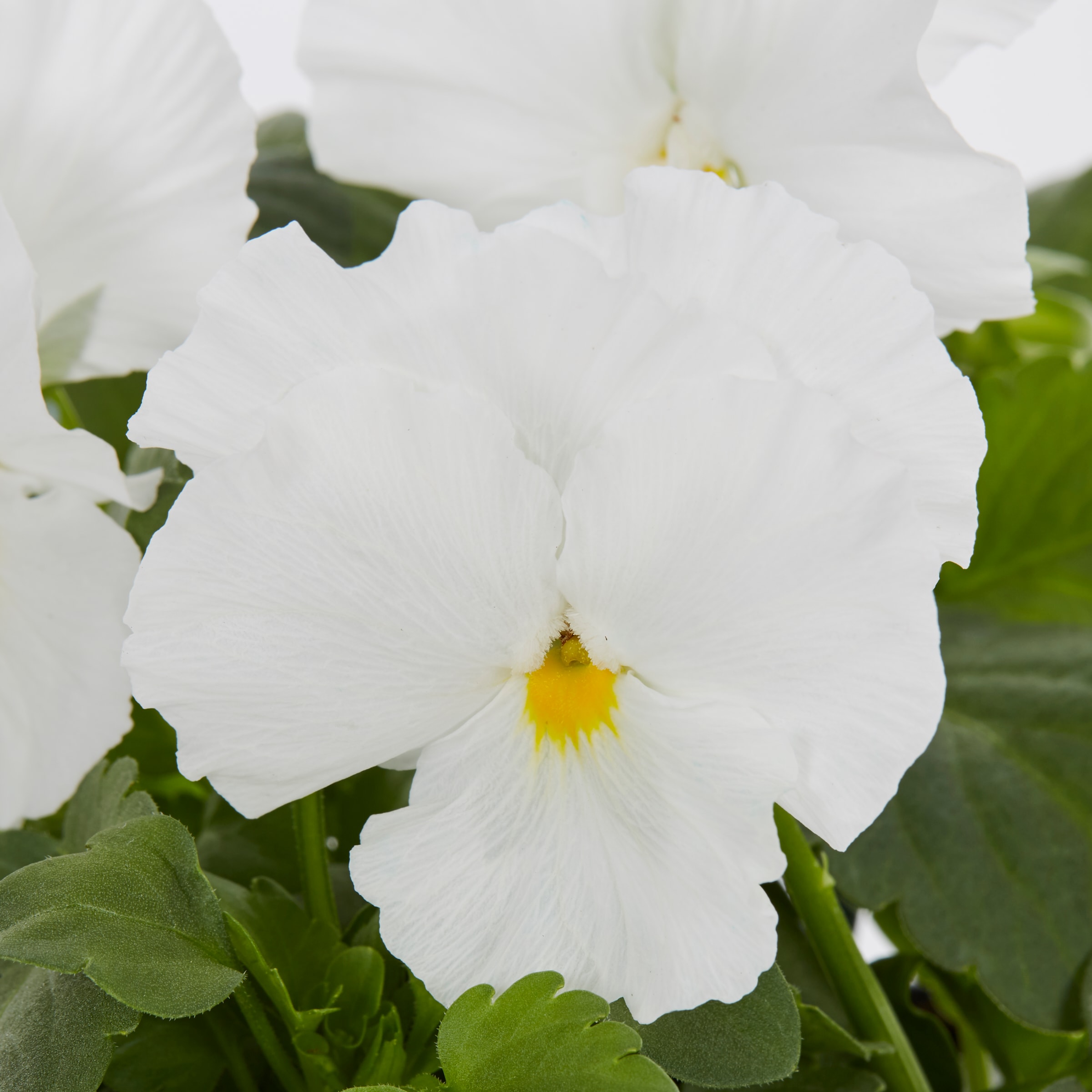  NURSERY annuals - View #4