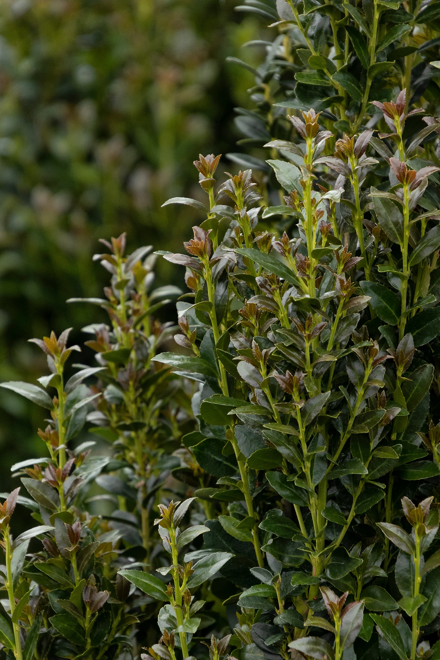 Monrovia 4351233 shrubs - View #4