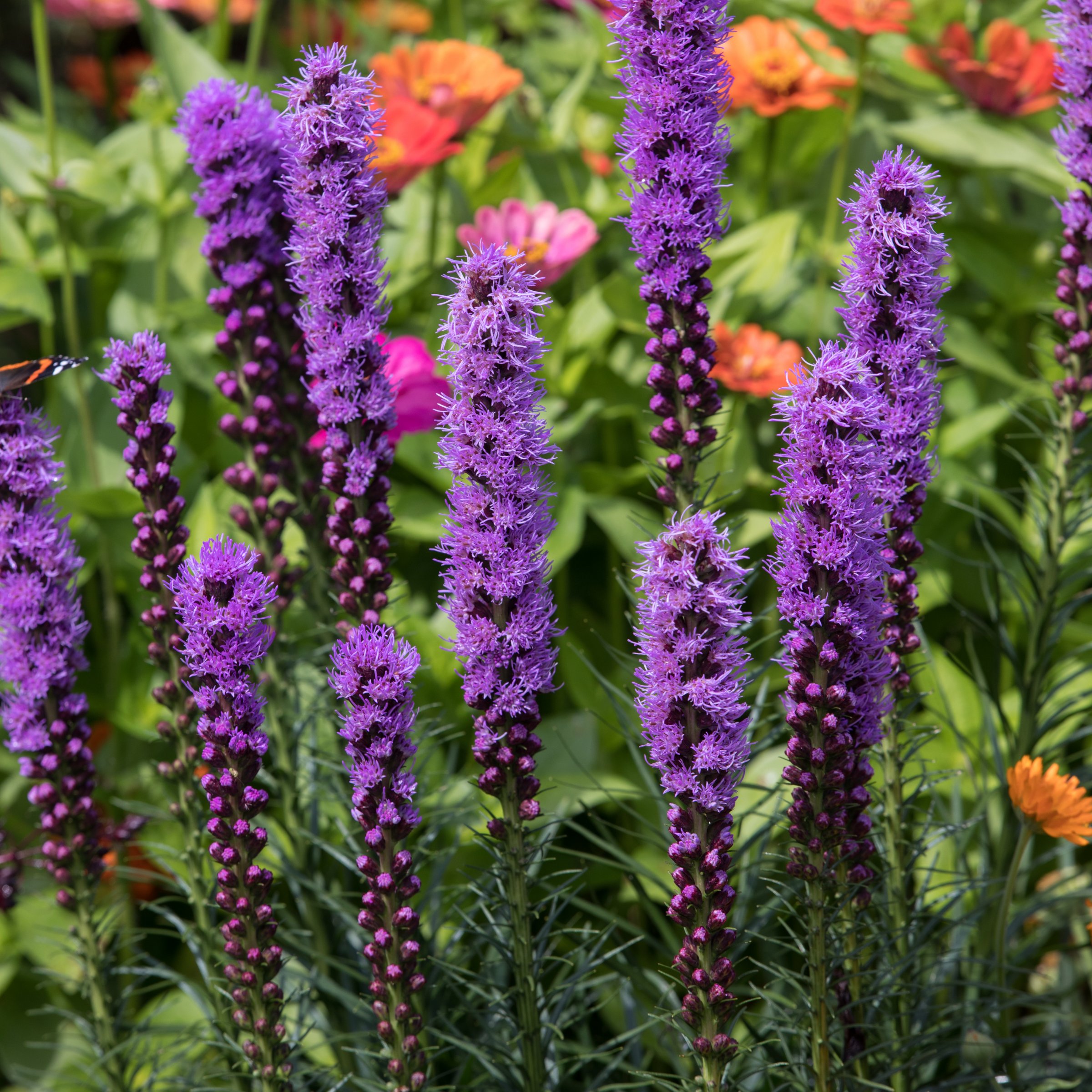 National Plant Network LW1904 Purple Liatris Blazing Stars Plant in 4 -Pack Bareroot 4 -Pack