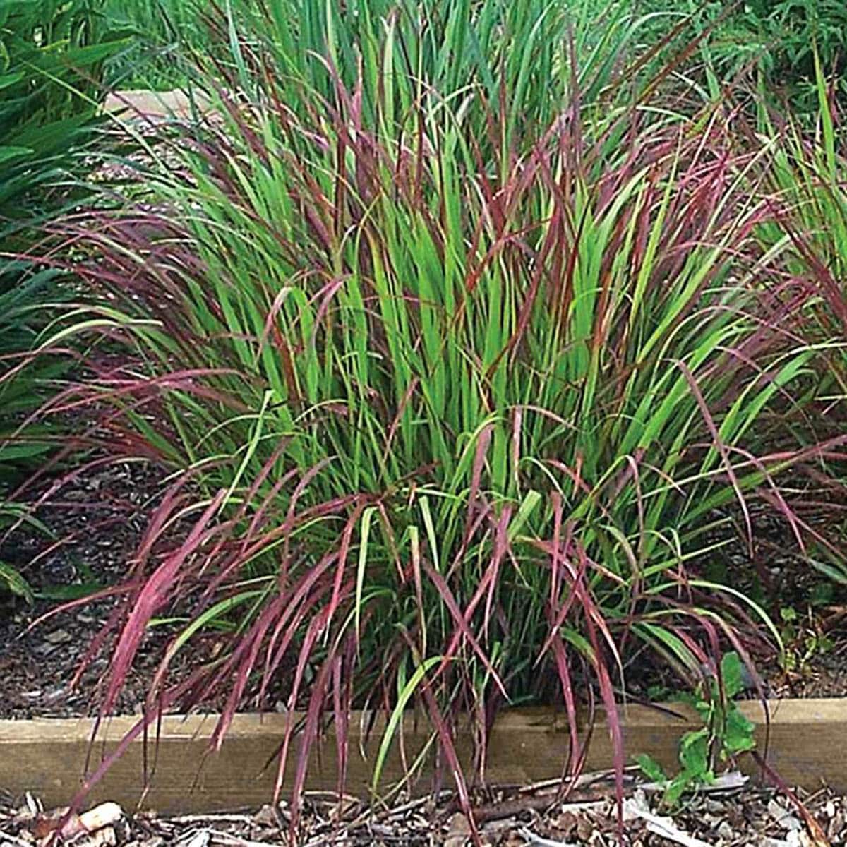 Spring Hill Nurseries 80442 Ornamental-Grasses - View #3