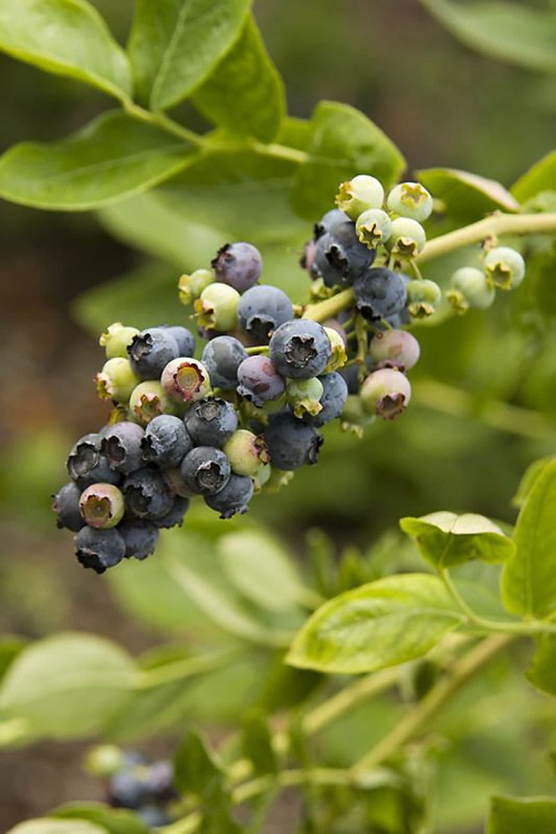 Northland Midseason Blueberry Shrubs At Lowes Com   02986173 