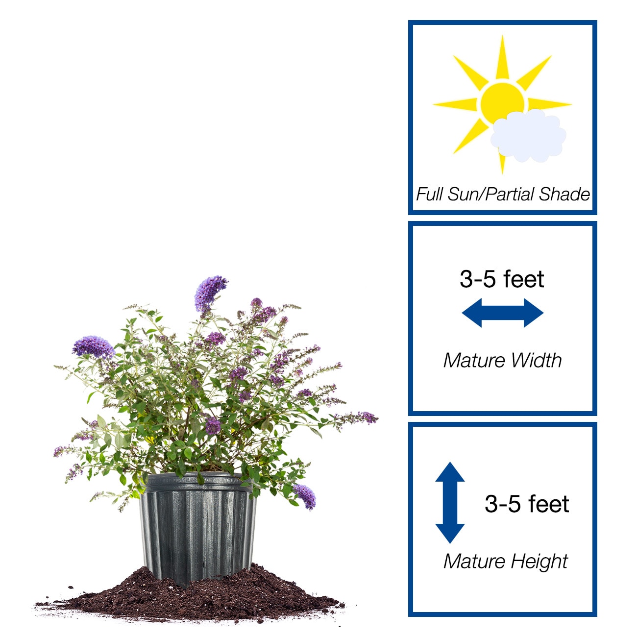Perfect Plants LONNHOBUTERFLYBSH3G shrubs - View #2