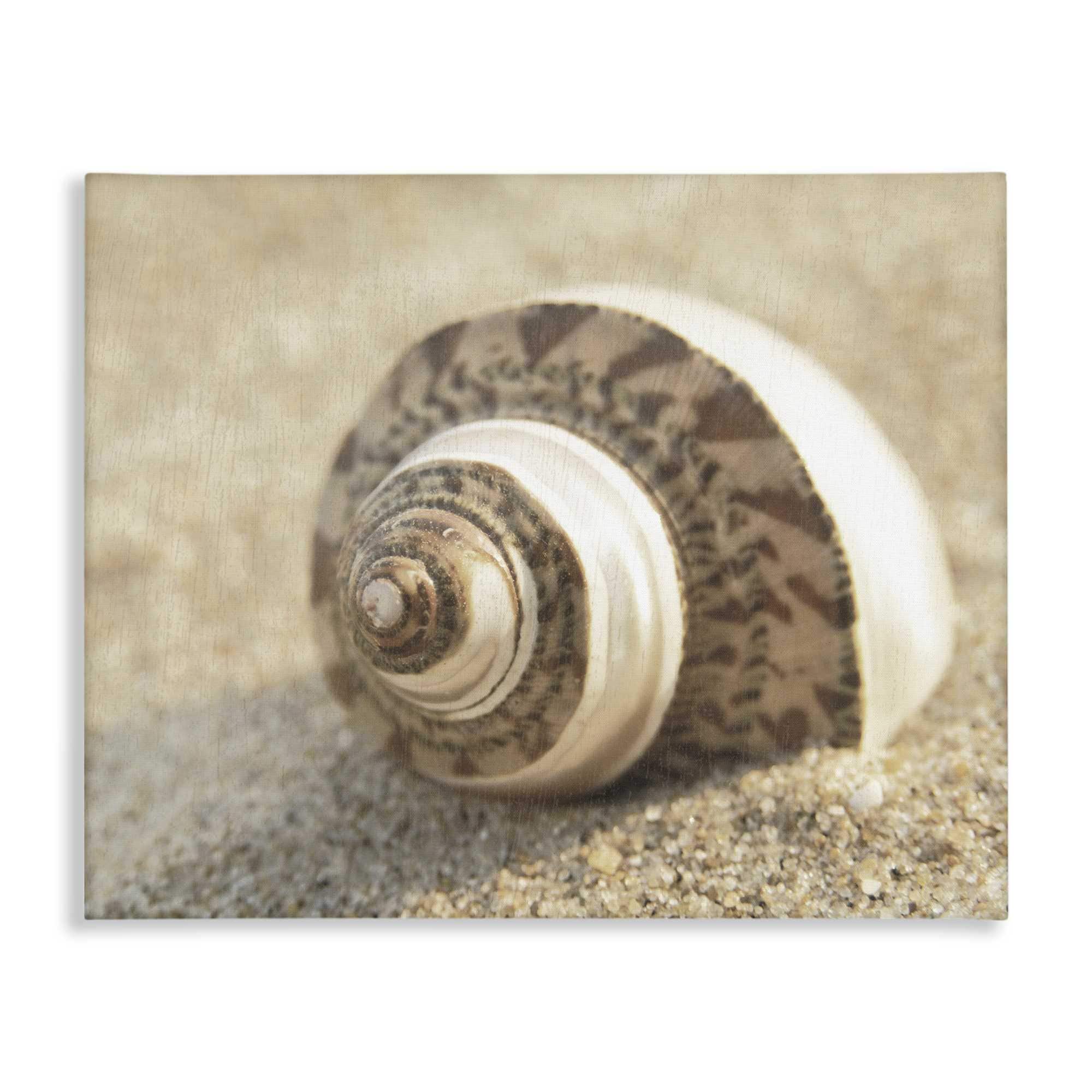 Stupell Industries BS-151-CN-24X30 Neutral Tone Seashell Canvas Wall Art By Dora Rotondella 30 x 24