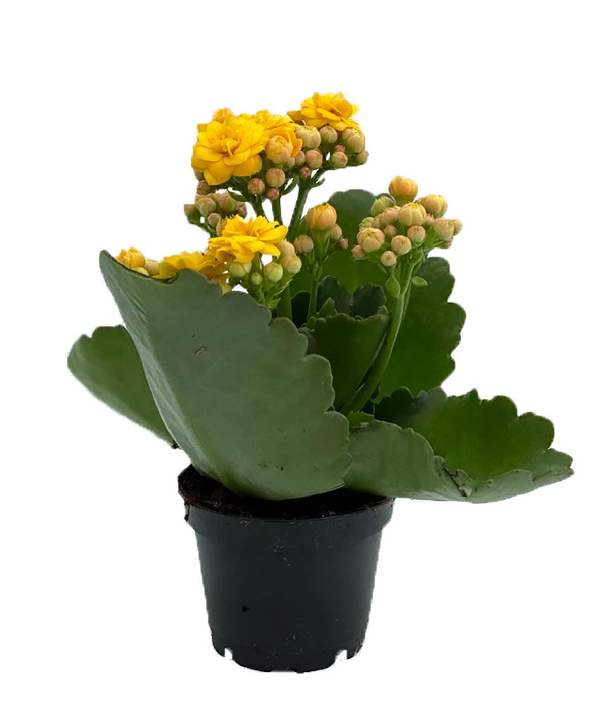 Hirt's Gardens - Yellow Kalanchoe - 2.5 inch Pot - In Bud and Bloom / Easy House Plant